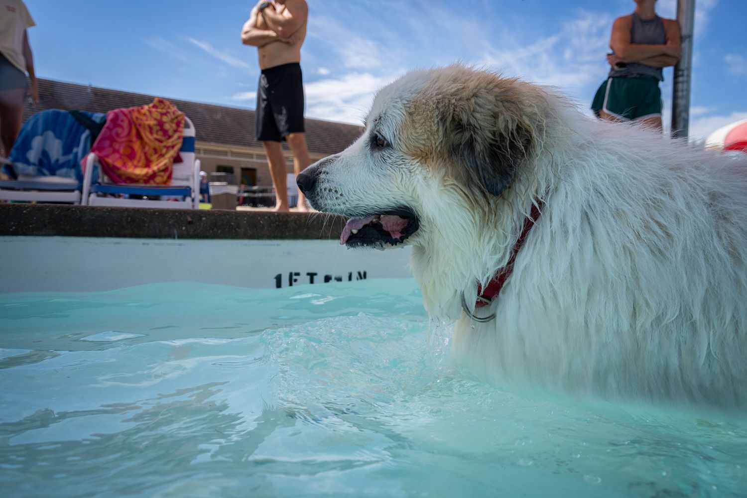 A fluffy white Great Pyrenees dog enjoys a refreshing swim in a clear blue pool on a sunny day.