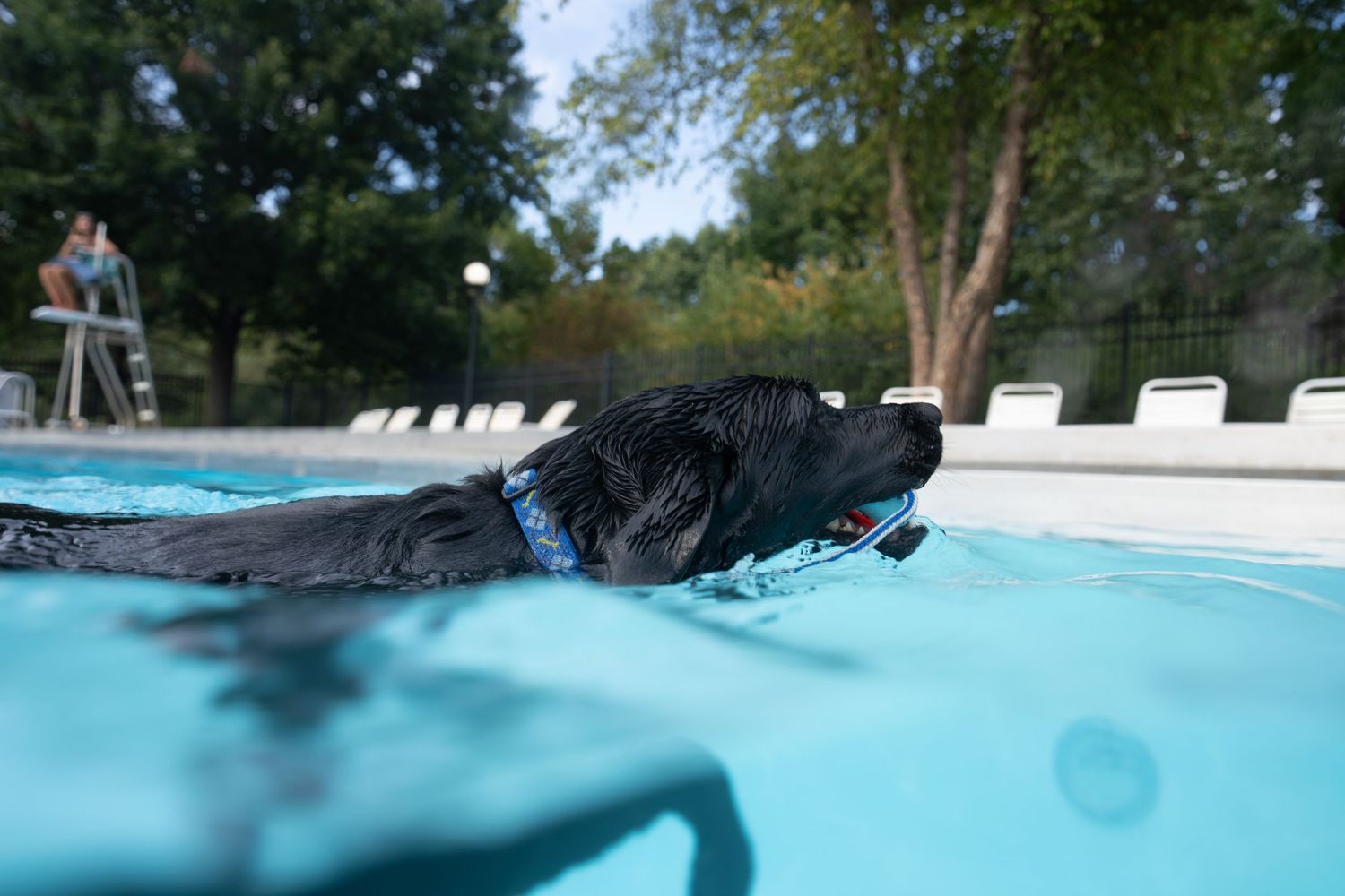 A wet black Labrador dog swimming in a bright blue outdoor pool on a sunny day.