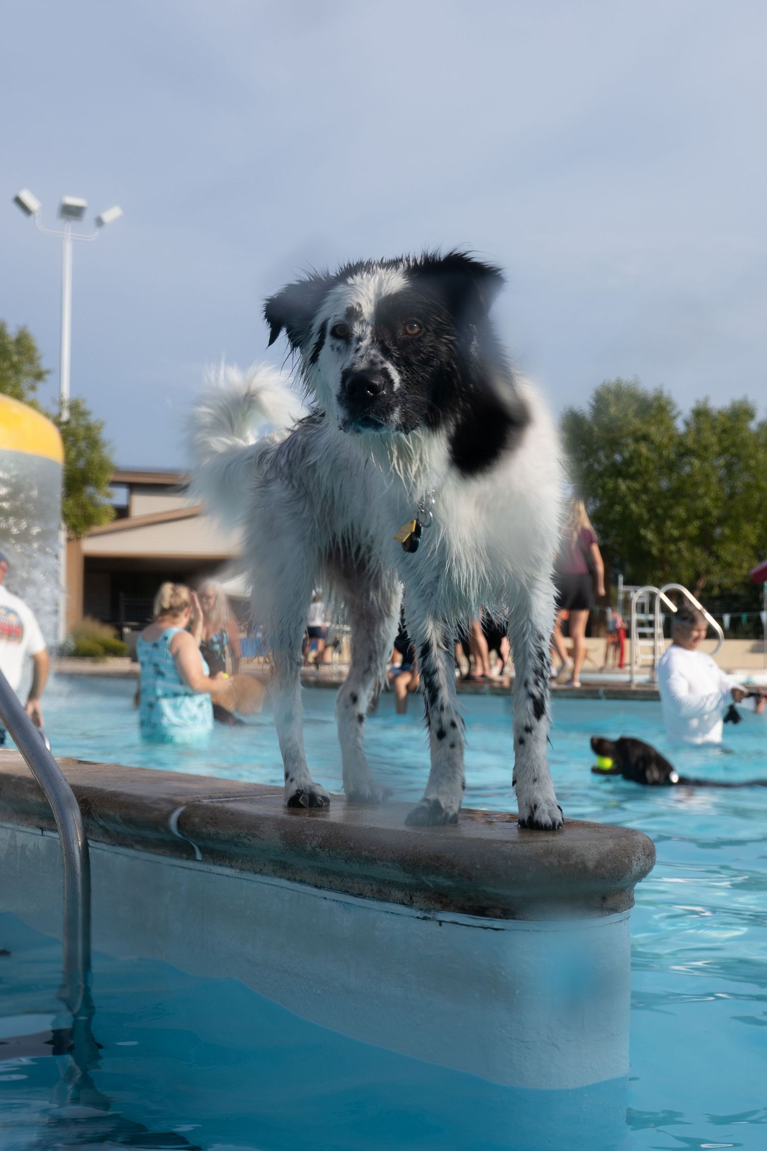 Wet black and white Border Collie standing on a diving board at a public swimming pool during a dog swim event.