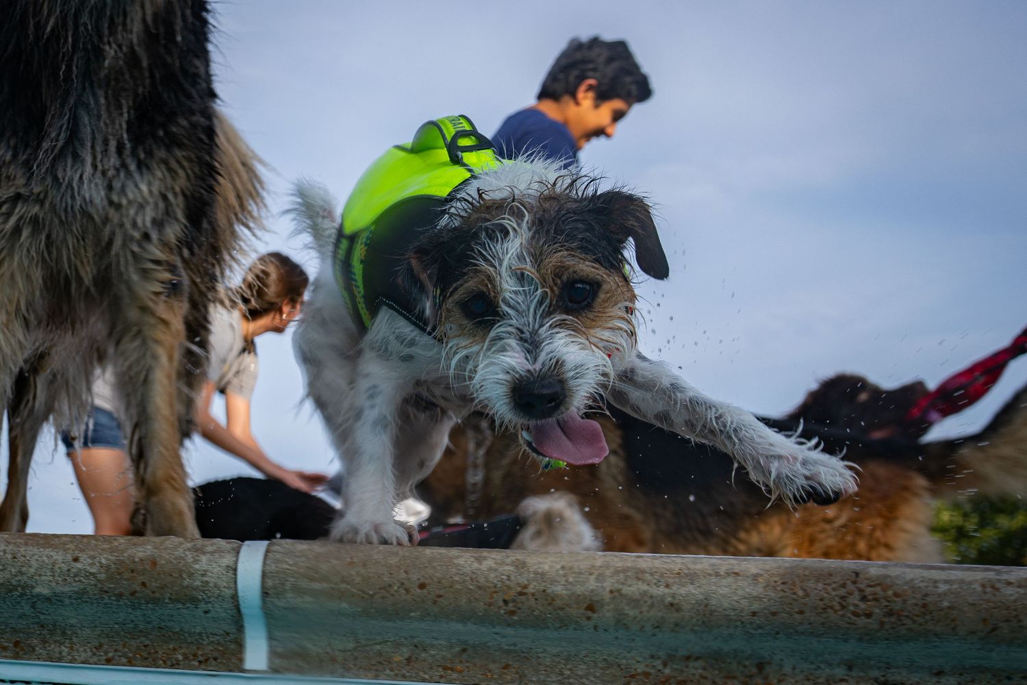 Wet scruffy terrier dog leaping out of a pool with tongue out, children playing in background outdoors.