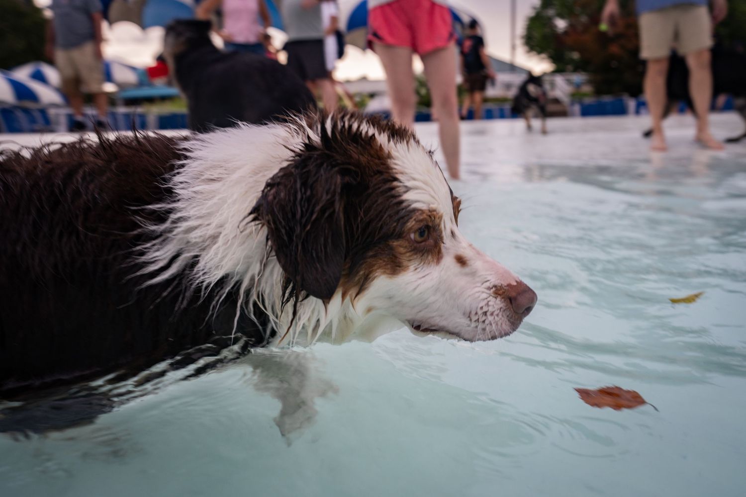 A wet border collie dog wading in a shallow pool at an outdoor event with people visible in the background.