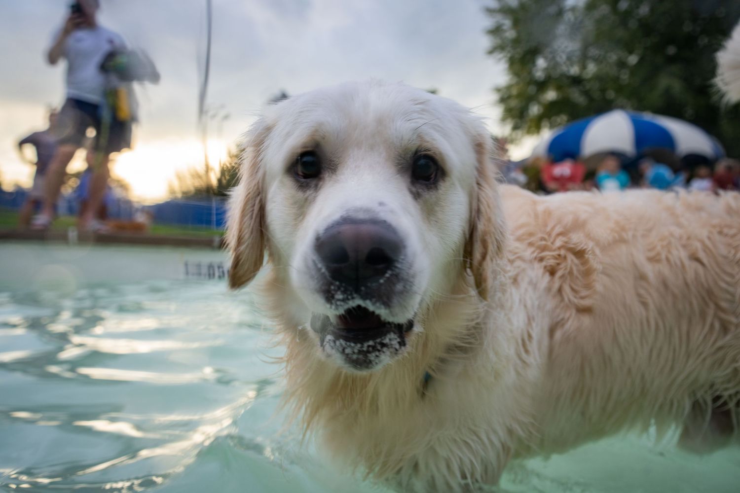 A wet golden retriever dog swimming in a pool with a tennis ball in its mouth on a sunny day.