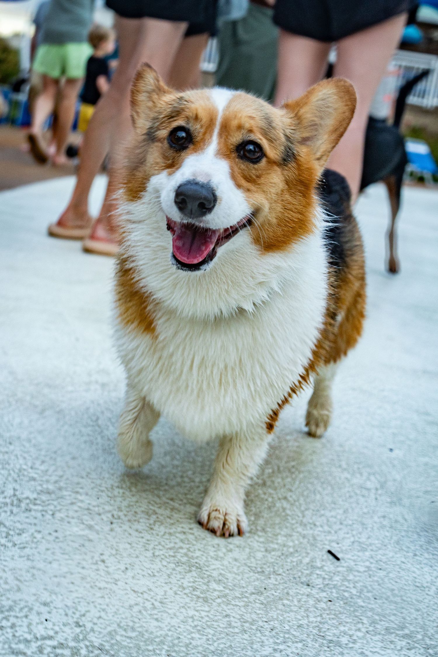 A happy wet Pembroke Welsh Corgi smiles at the camera while walking on a concrete surface outdoors.