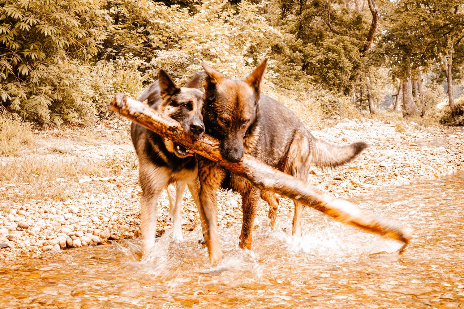 Two German Shepherd dogs play tug-of-war with a large stick while wading in a rocky stream.