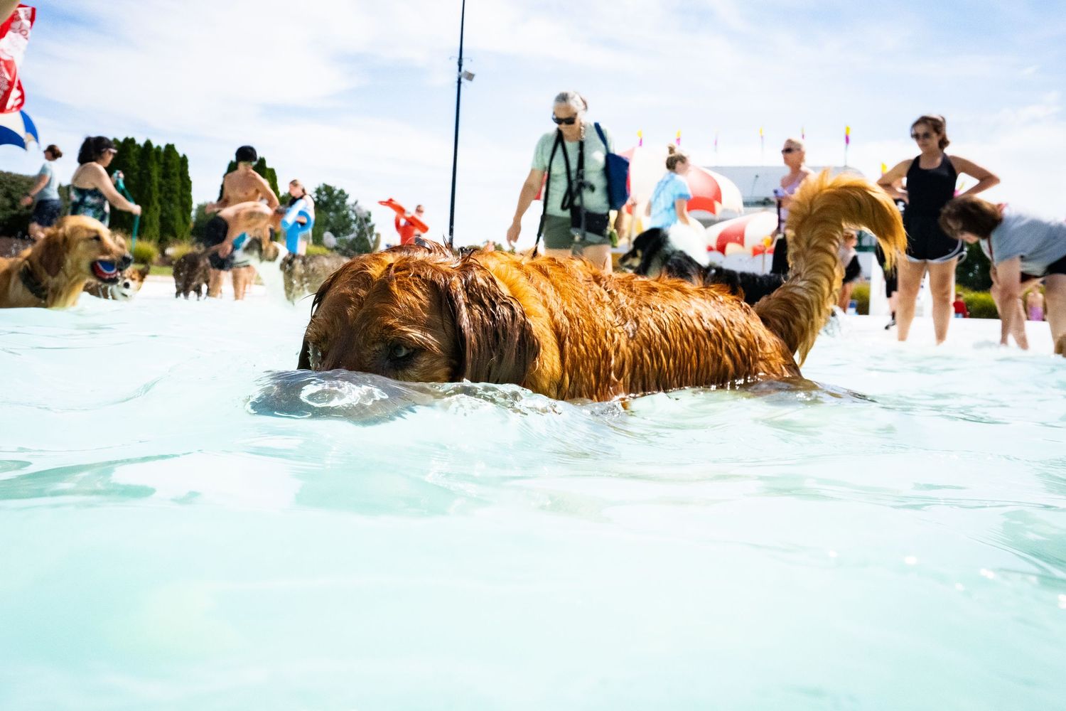 A large brown dog swimming in a shallow pool surrounded by people on a sunny day.