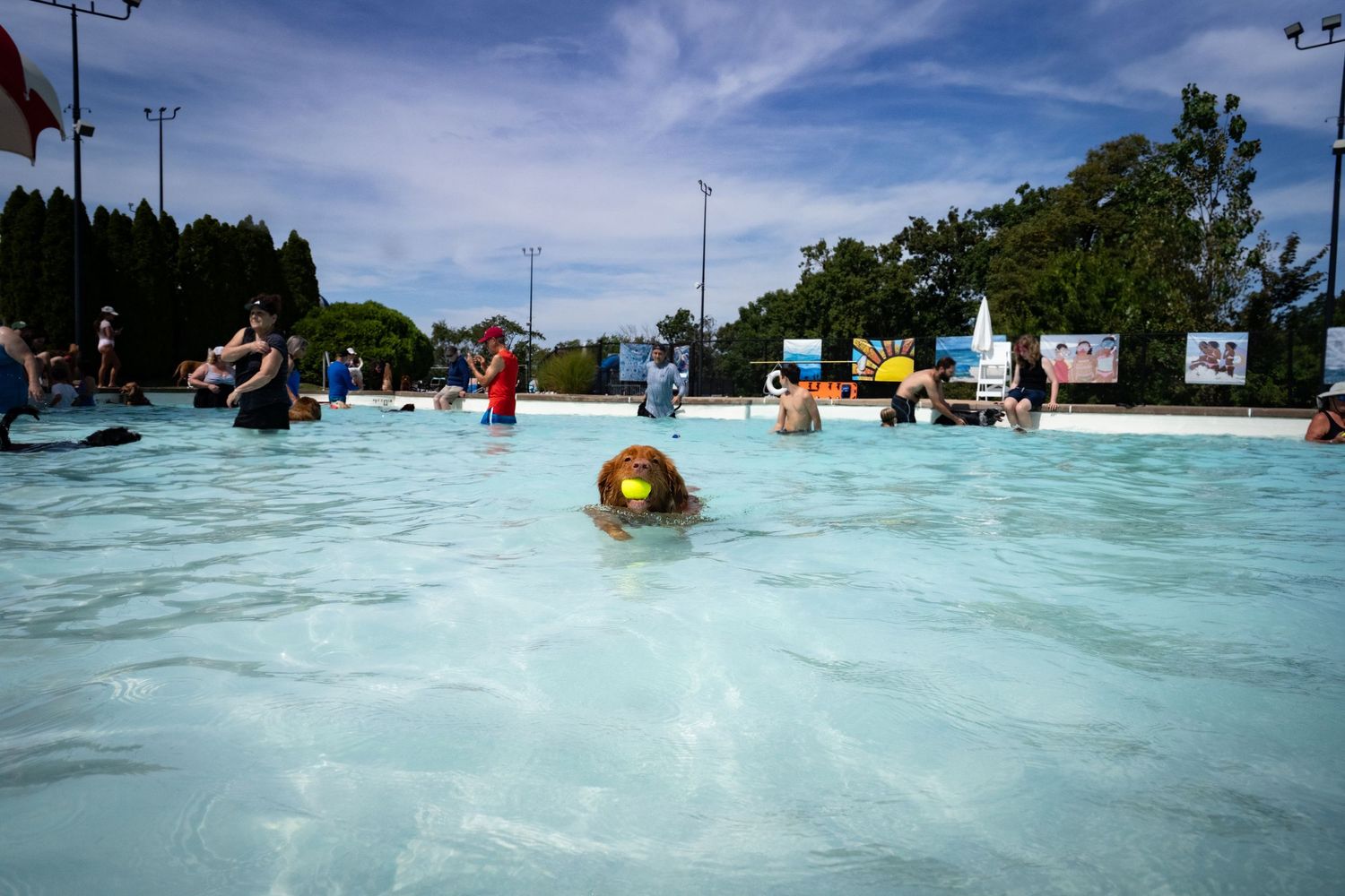 Dogs and their owners enjoy a sunny day swimming together in a public outdoor pool.