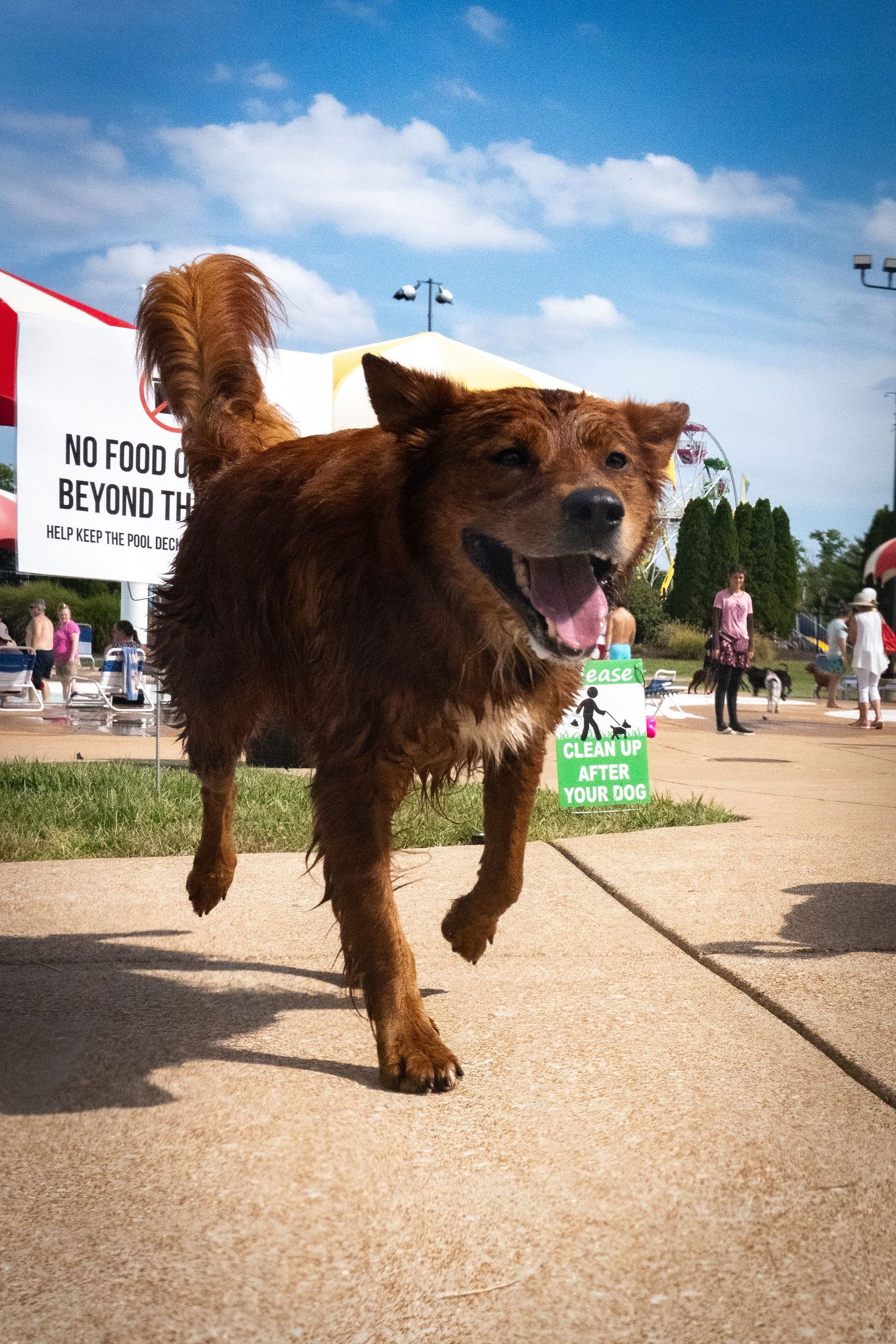 A happy wet golden-brown dog running on a sunny day at an outdoor park with signs visible in the background.