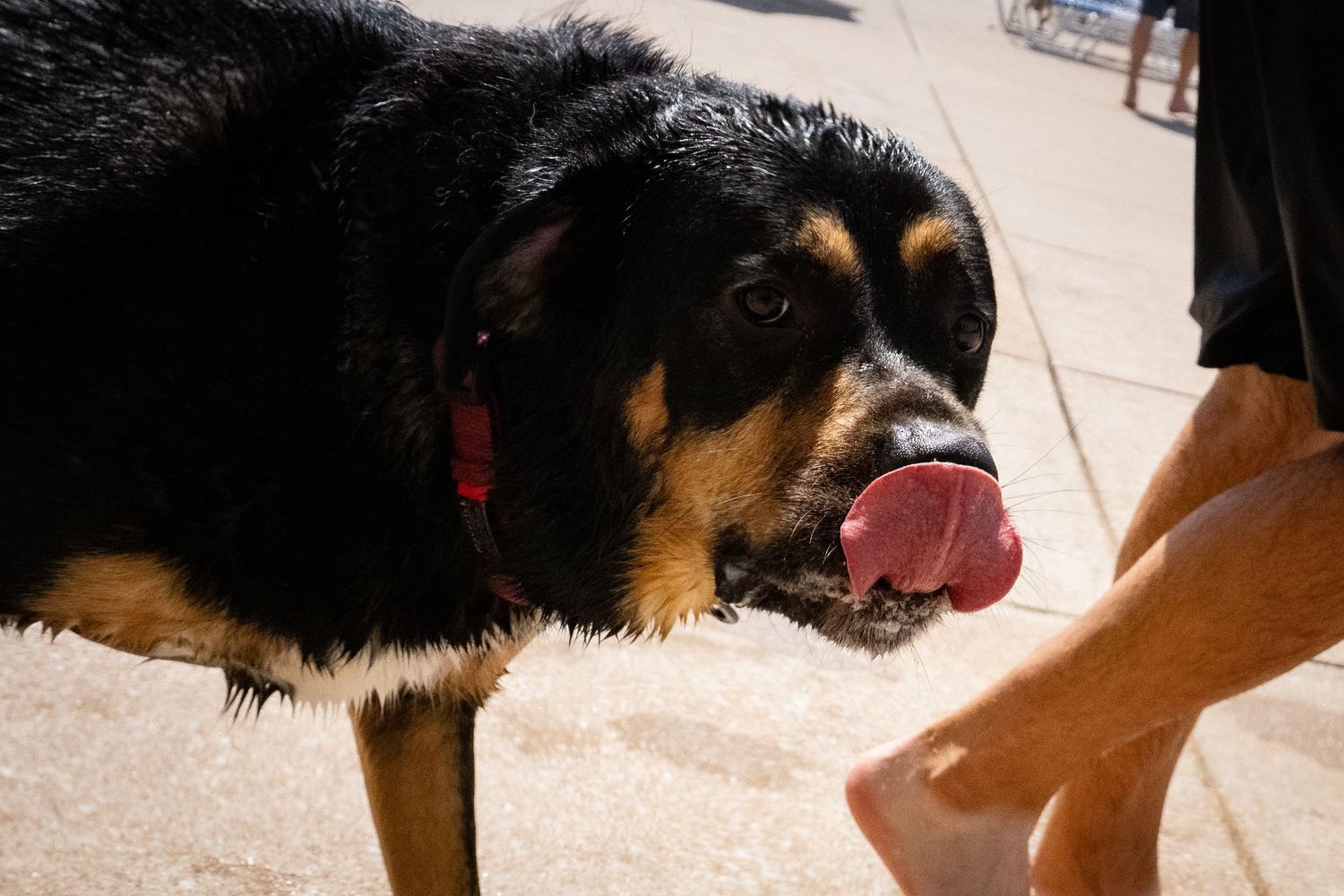 Black and tan Rottweiler licks hand of person standing on sunny pool deck.