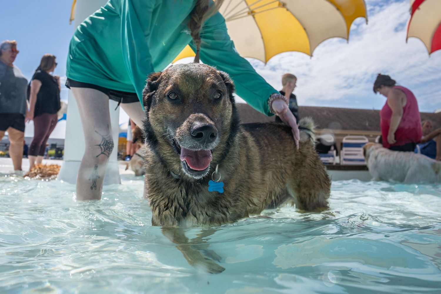 Wet brindle dog wading through a pool while being guided by a person in a green shirt.