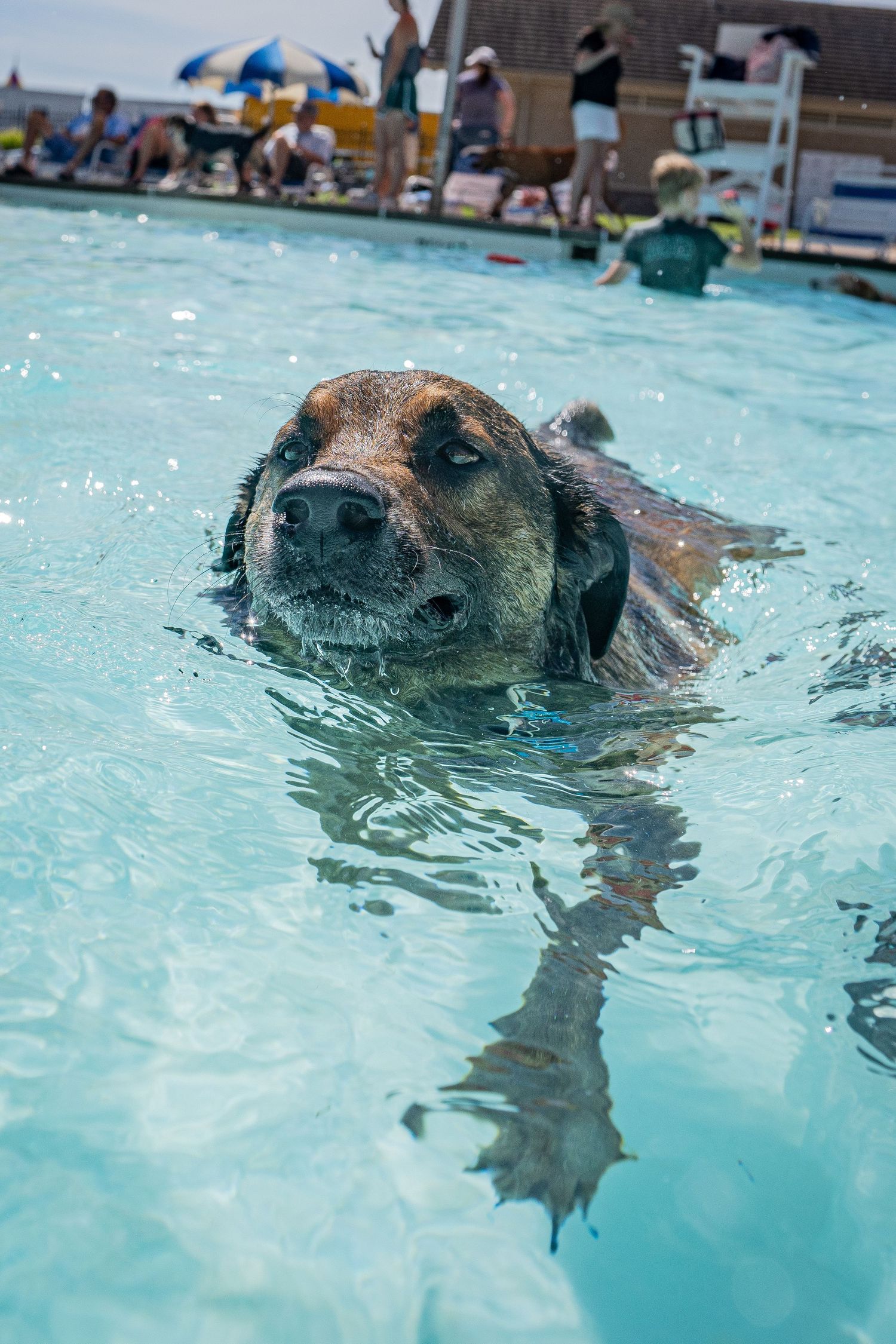 A brown dog swimming in a clear blue pool with people gathered around in the background on a sunny day.