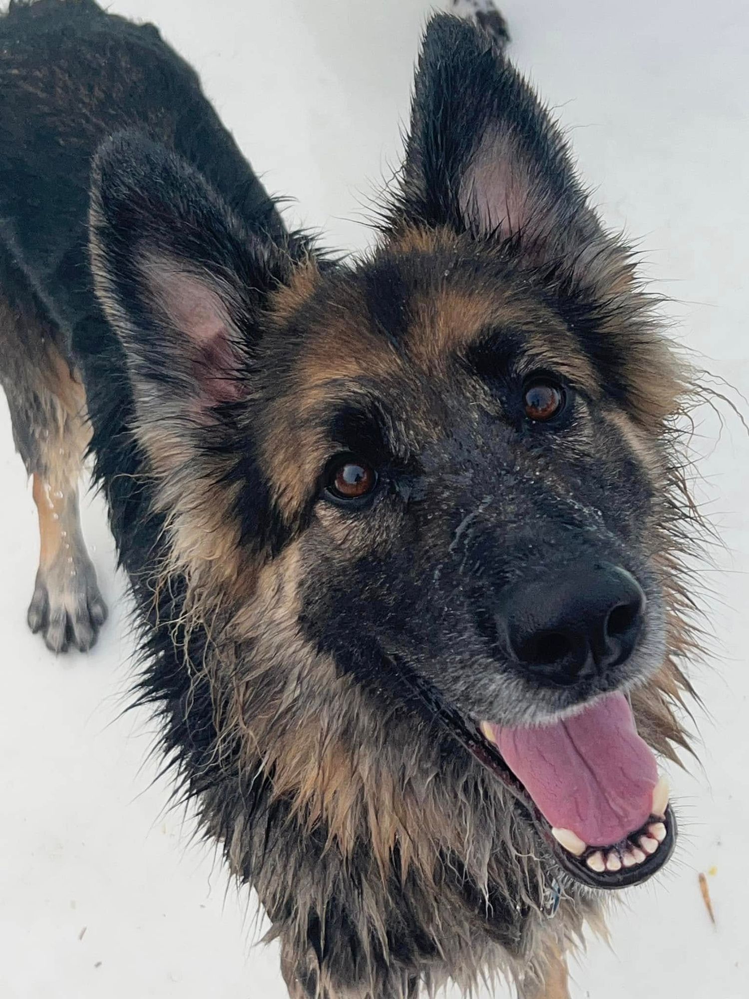 A wet long-haired German Shepherd smiles with tongue out while standing in snow.