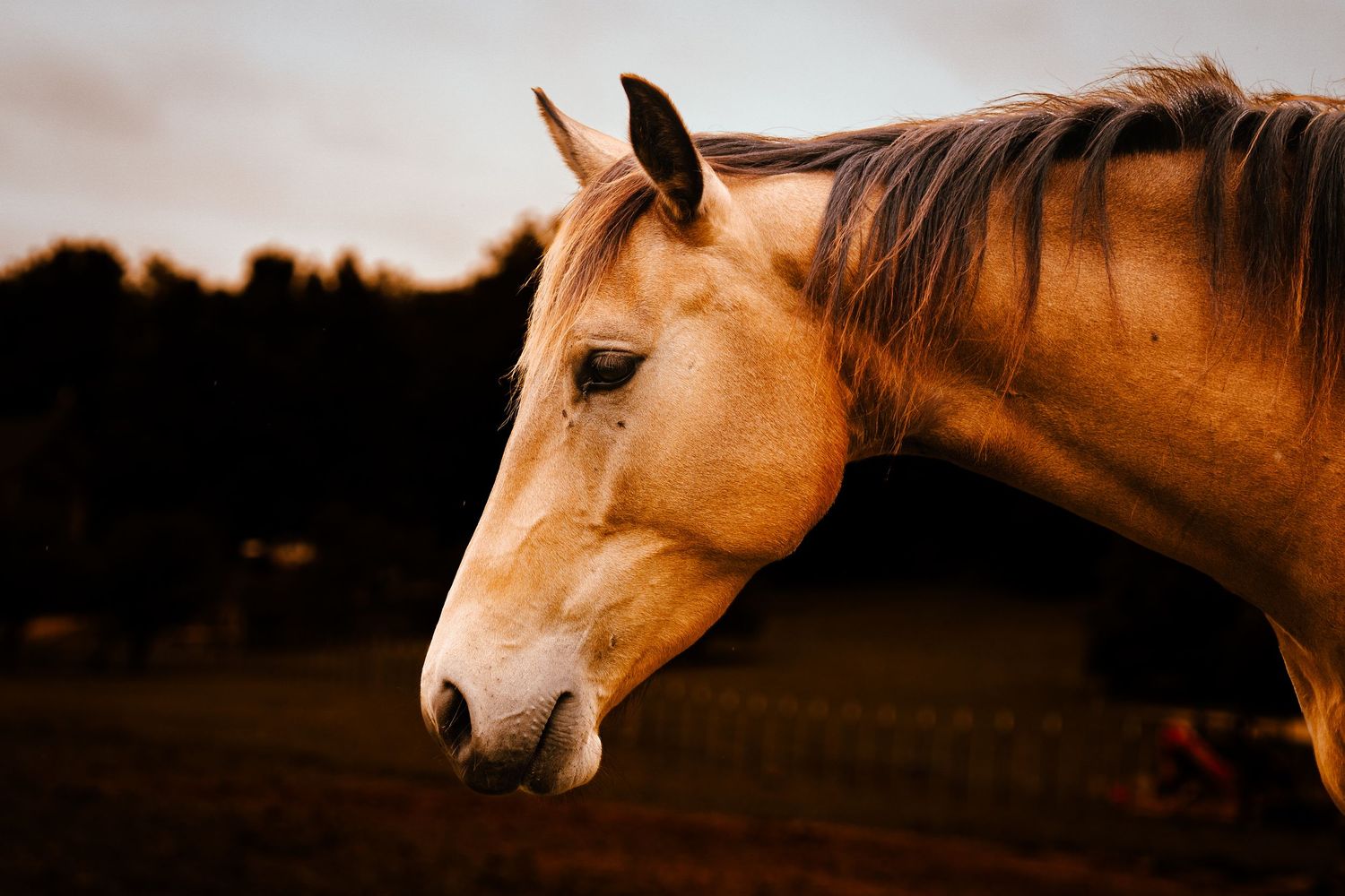 Close-up portrait of a golden palomino horse at sunset with soft warm light on its face.