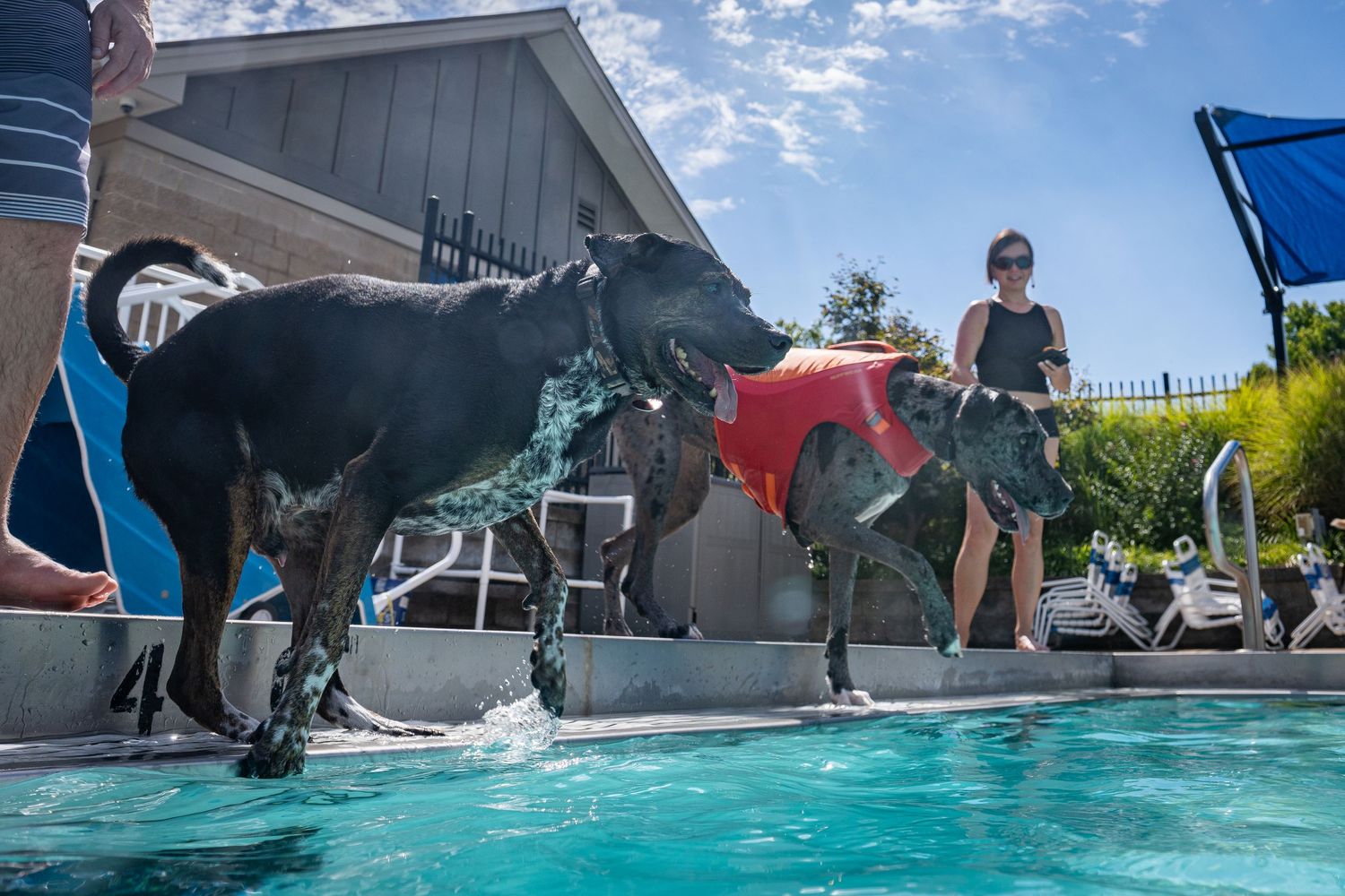 Two wet black Labrador dogs in red life vests standing by a pool edge while owner watches nearby.
