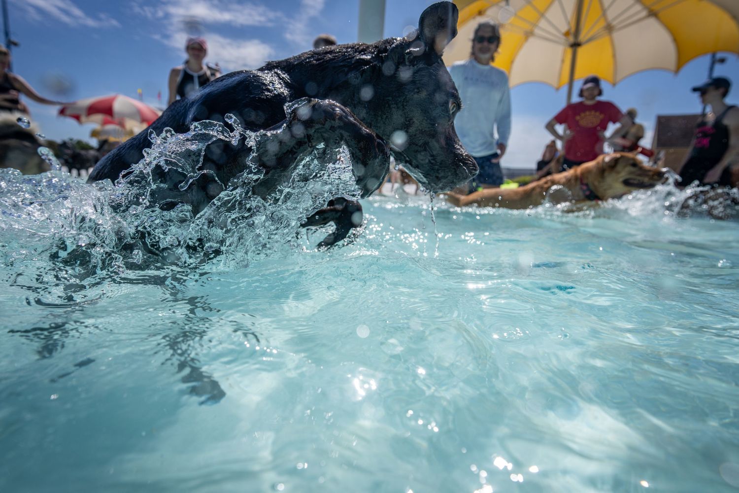 Black dog splashing energetically in an outdoor pool surrounded by spectators under a sunny sky.