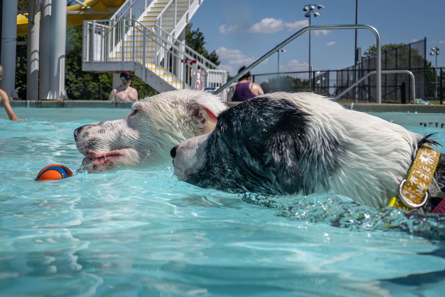 Two wet dogs, one white and one black, swimming together in a sunny outdoor swimming pool.
