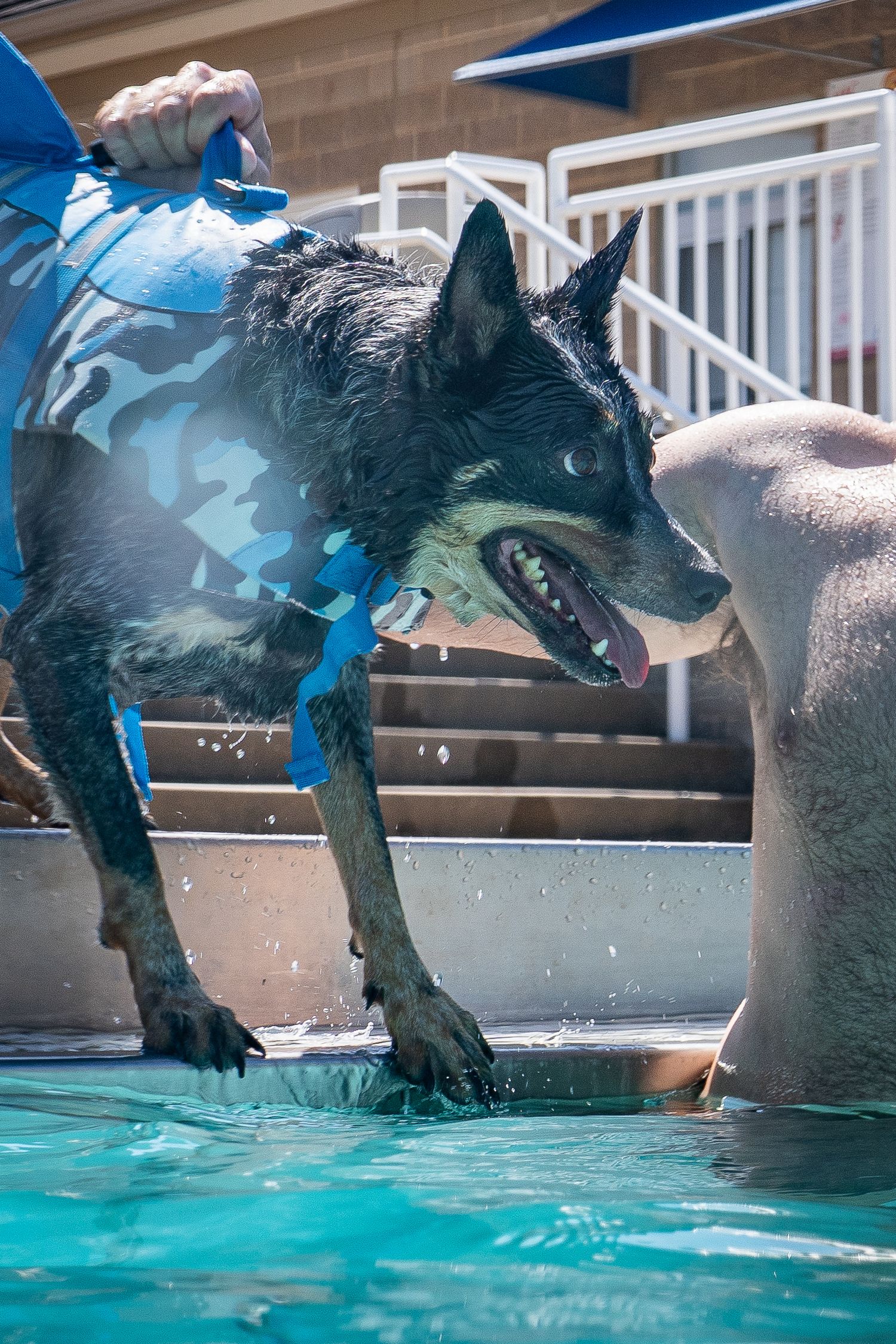 A wet black dog in a blue life vest being helped out of a swimming pool by its owner.
