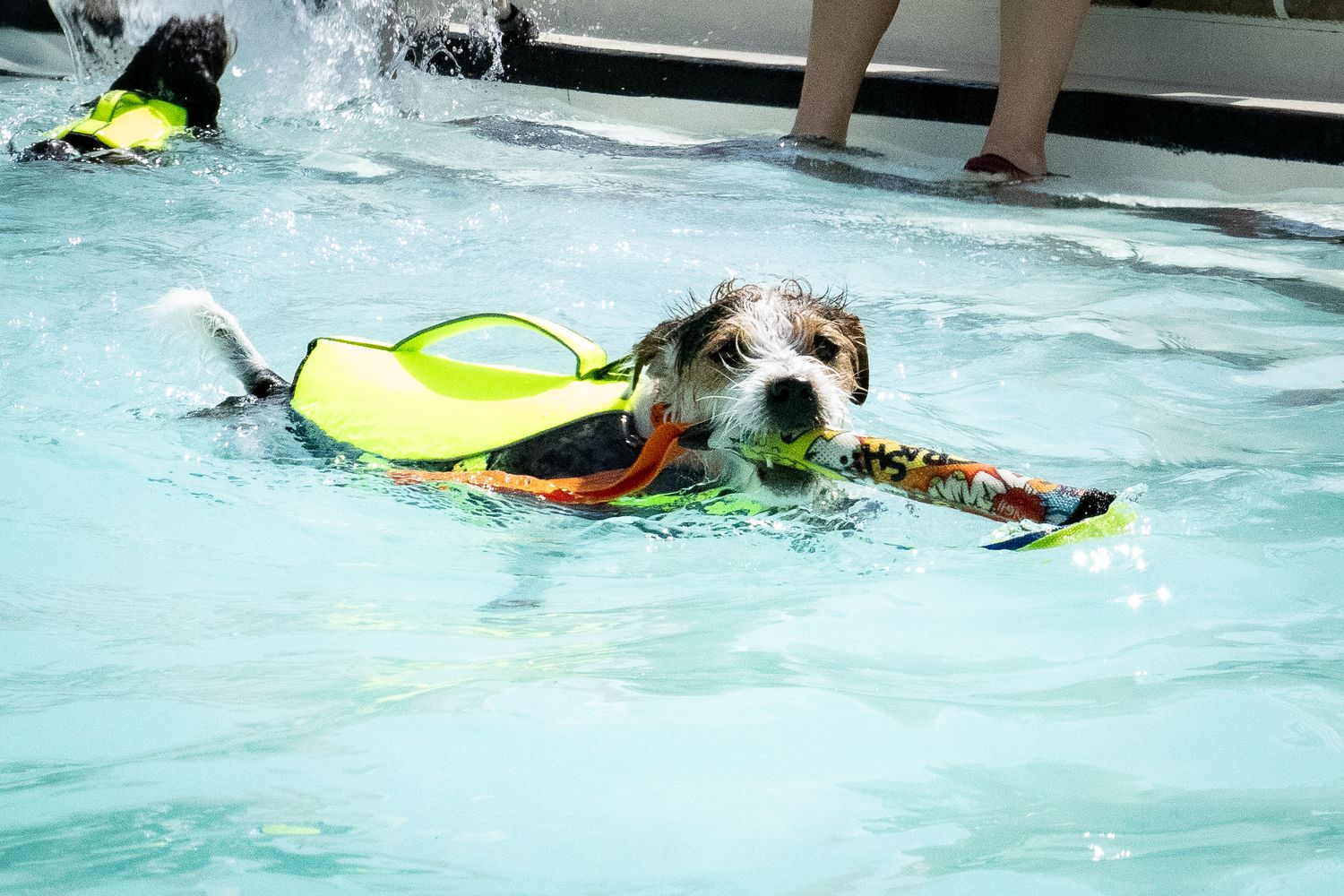 A small dog wearing a yellow life jacket swimming in a pool carrying a colorful toy.