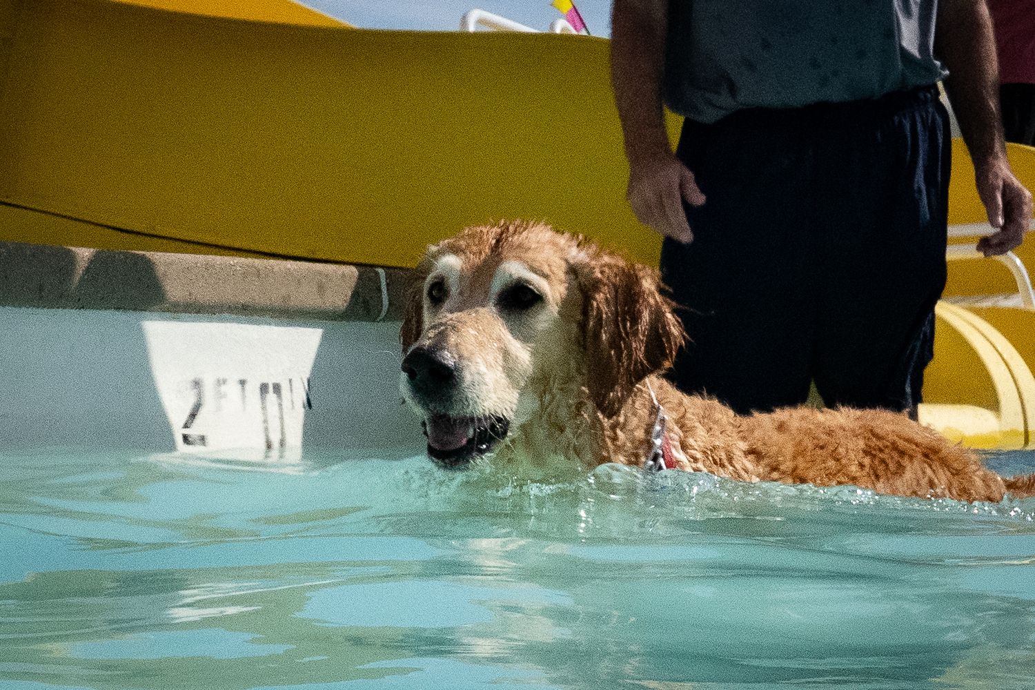 Golden retriever dog swimming in a pool near a yellow water slide with a person standing nearby.