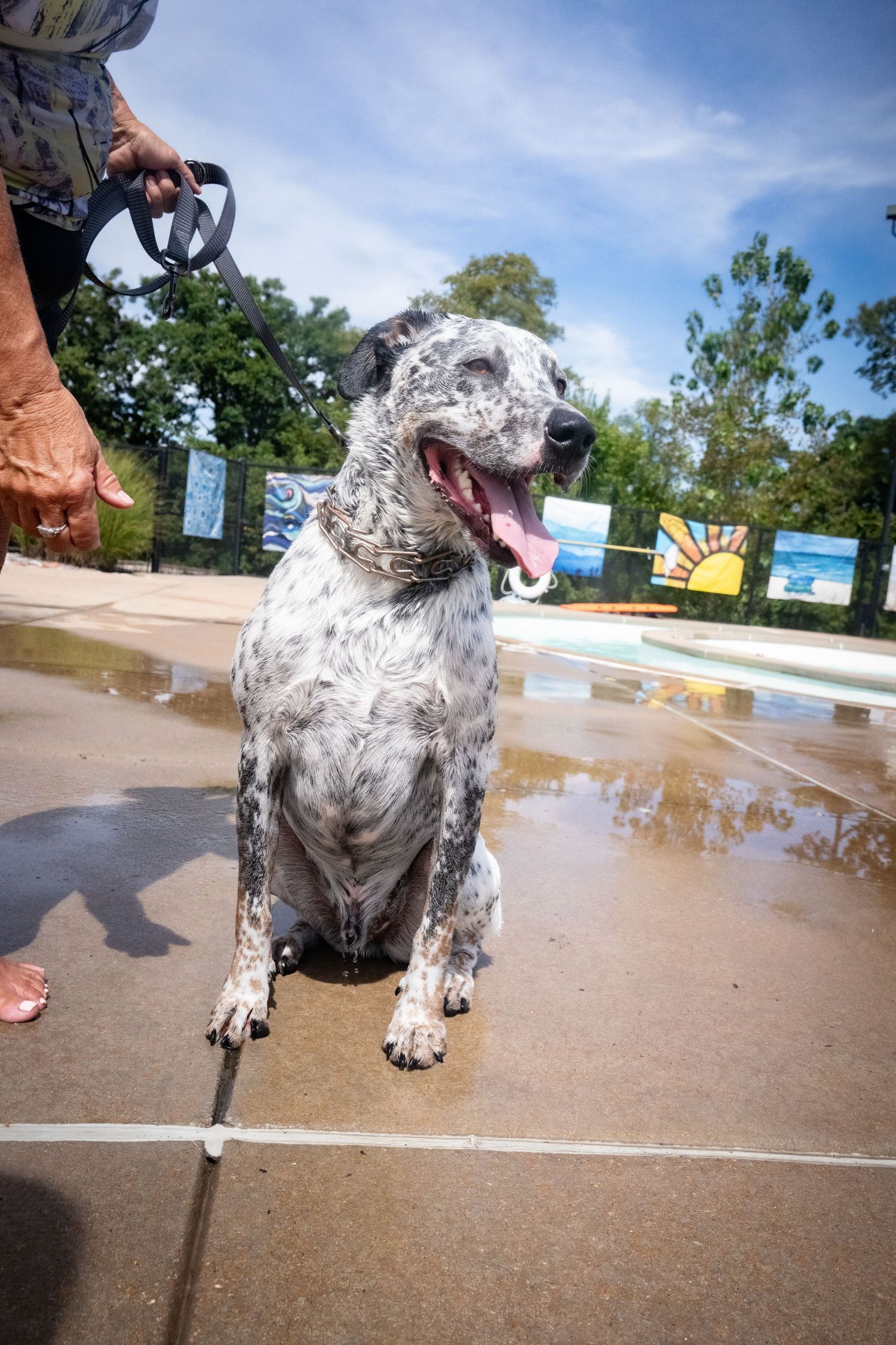 A wet spotted Dalmatian mix sits on a wet pool deck, tongue out, on a sunny day while on a leash.