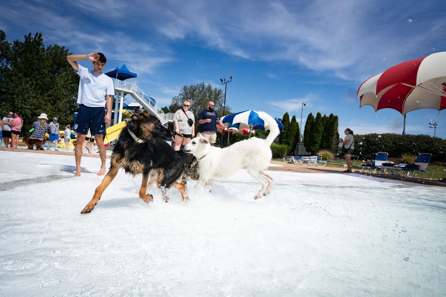 Dogs playing and splashing in a public pool with owners watching at an outdoor dog swim day.