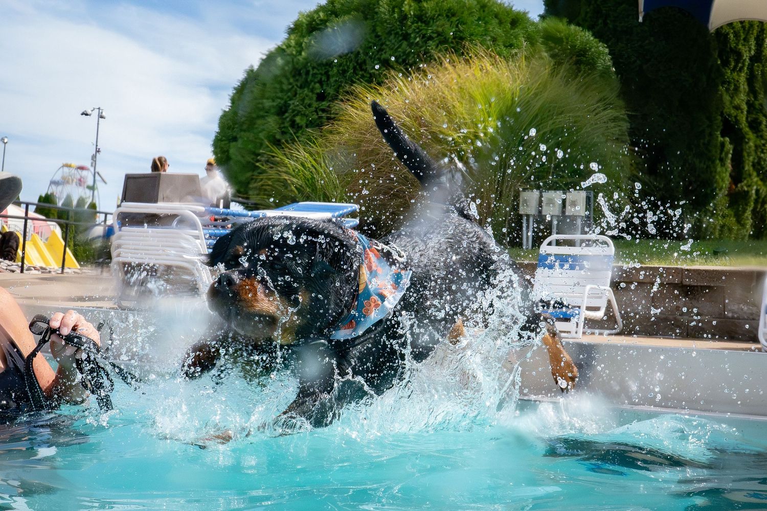 A black dog leaping into an outdoor pool creating a dramatic splash in bright sunlight.