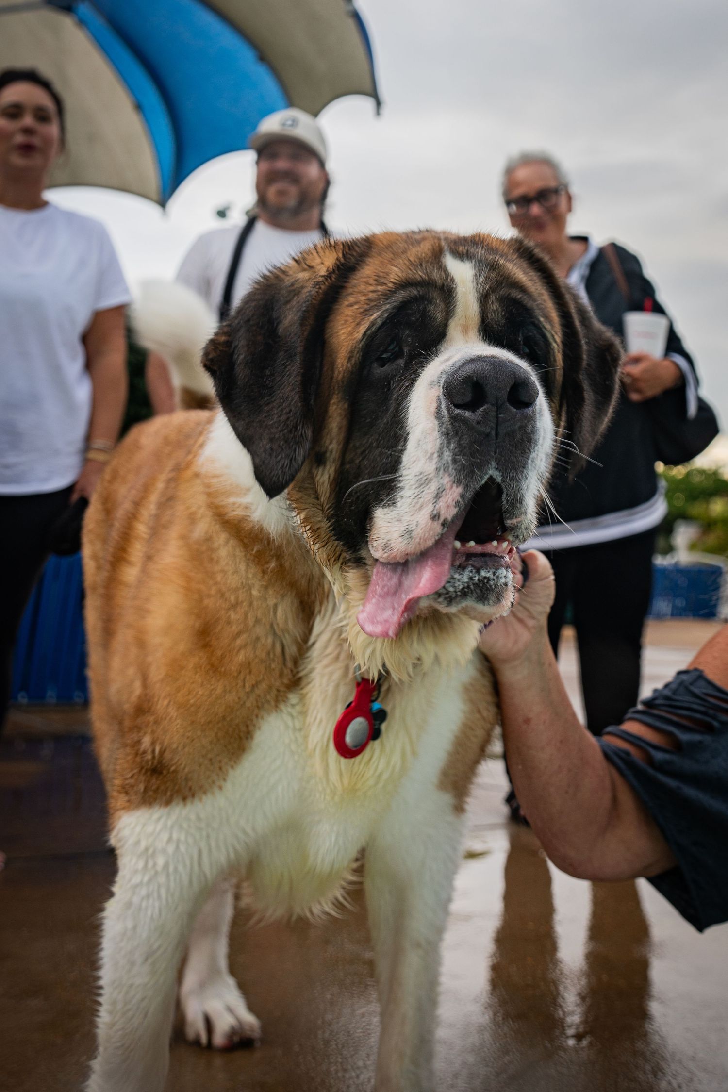 Large Saint Bernard dog with tongue out, wearing a red tag collar, being petted outdoors at a dog show event.