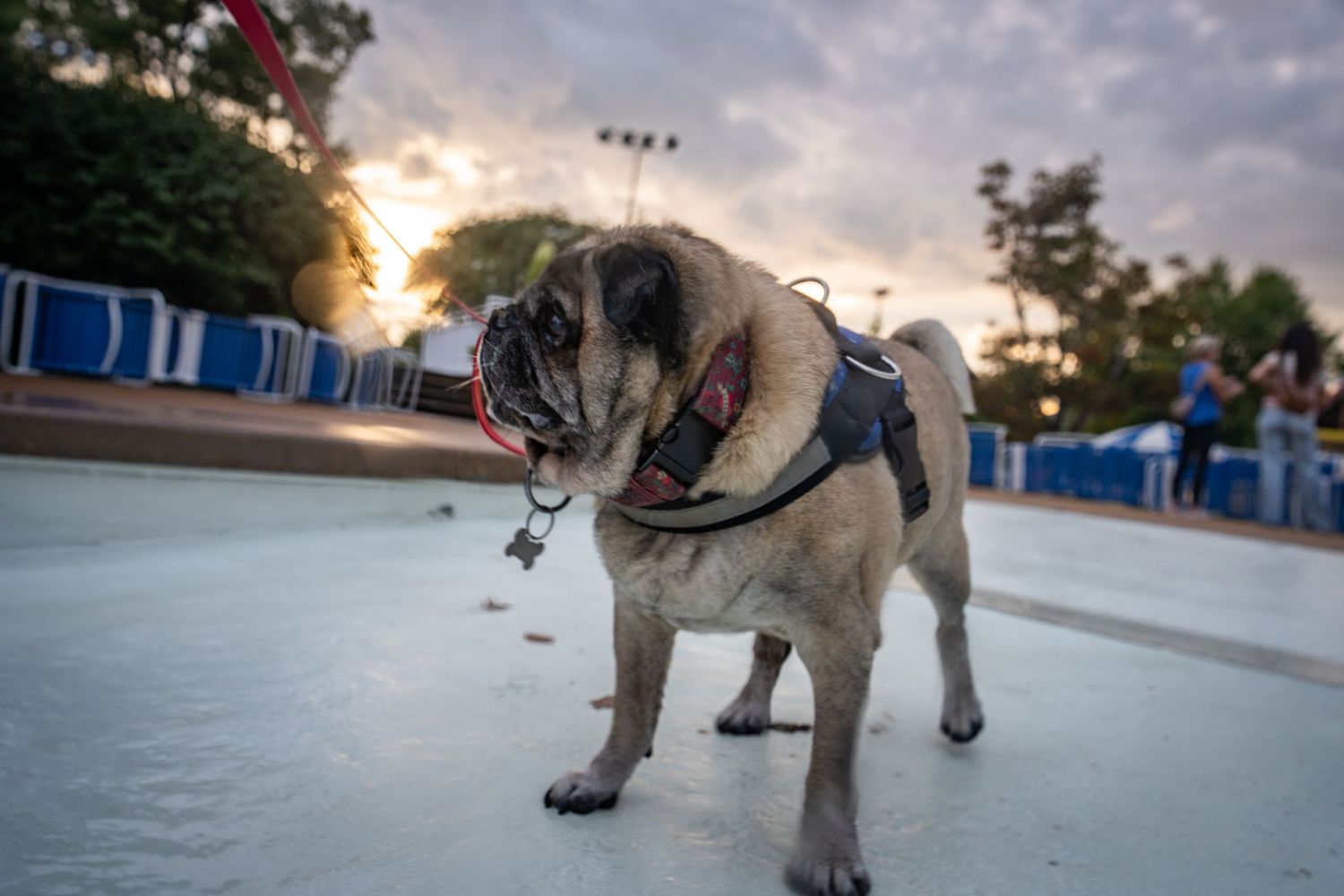 A pug dog wearing a harness stands on an ice skating rink at dusk with a colorful sunset in the background.