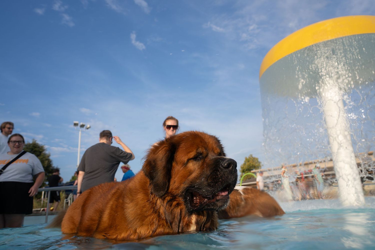 Large brown Mastiff dog relaxing in a swimming pool with people watching in the background on a sunny day.