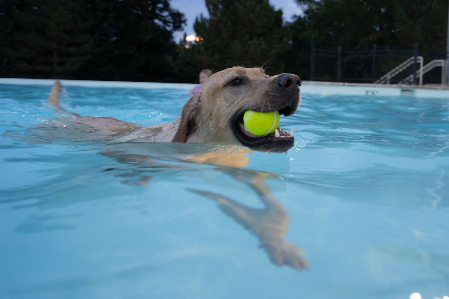 A golden Labrador swims in a blue pool with a yellow tennis ball in its mouth.