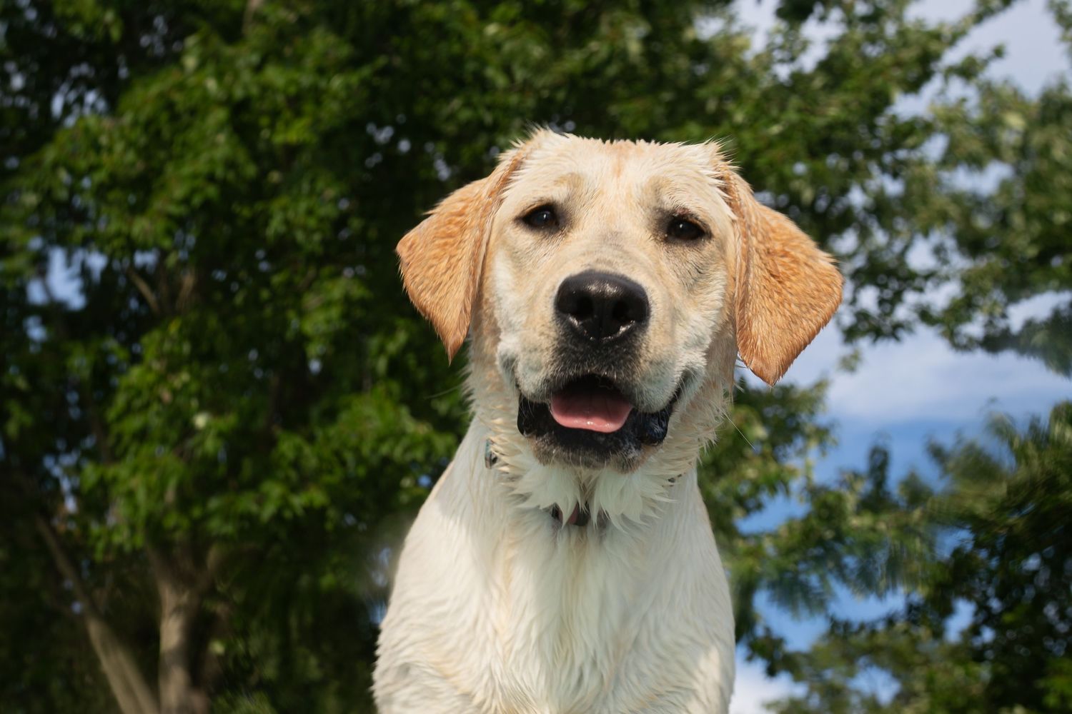 Wet yellow Labrador Retriever dog smiling outdoors with green trees in the background.