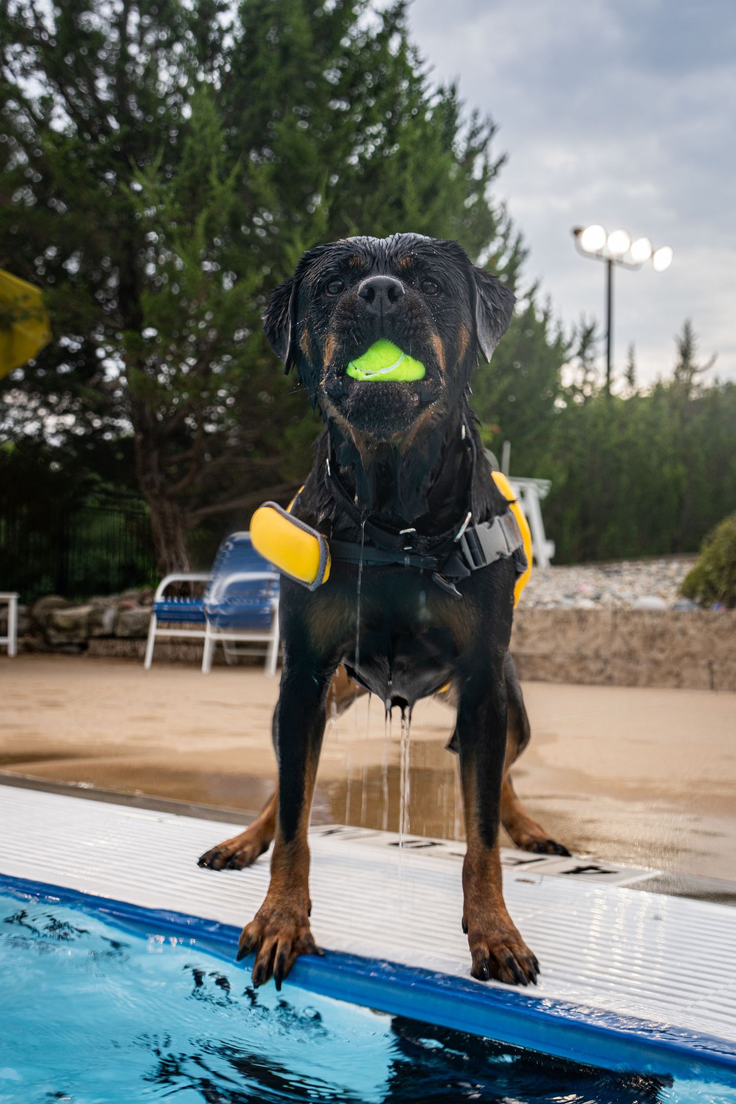 Wet Rottweiler dog wearing a yellow life jacket holds a green tennis ball while standing at the edge of a swimming pool.