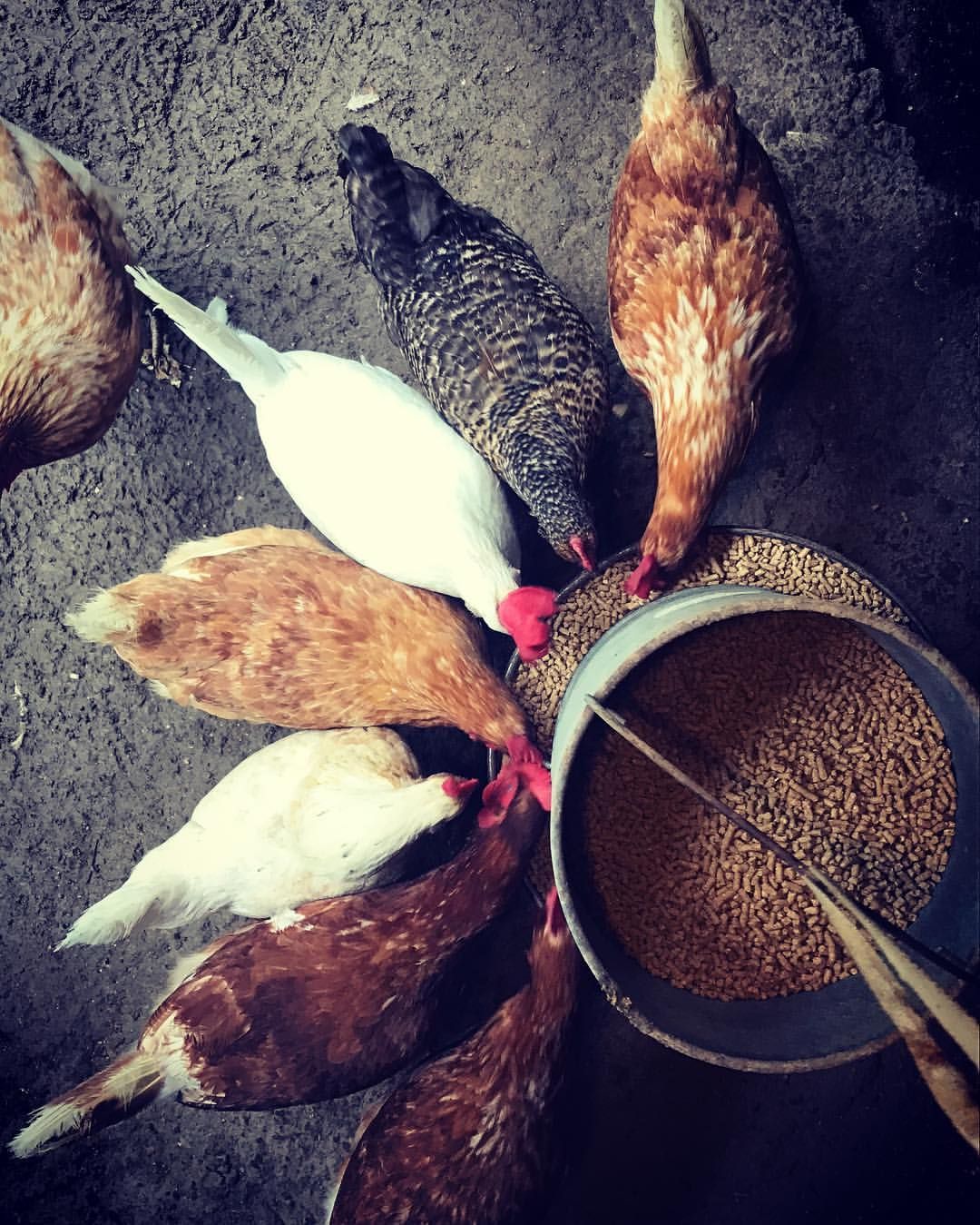 Multiple chickens of various breeds feeding together from a round metal bowl filled with grain.