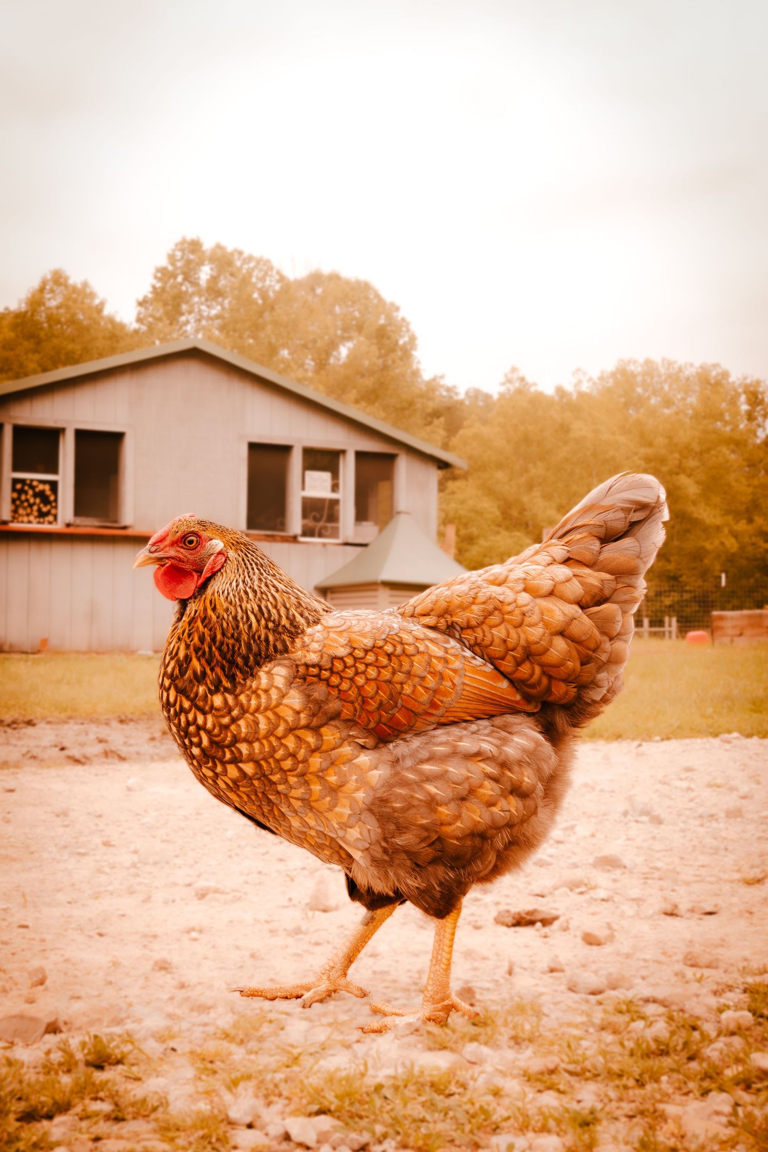 A golden-brown hen stands proudly in a farmyard with a barn building in the background.
