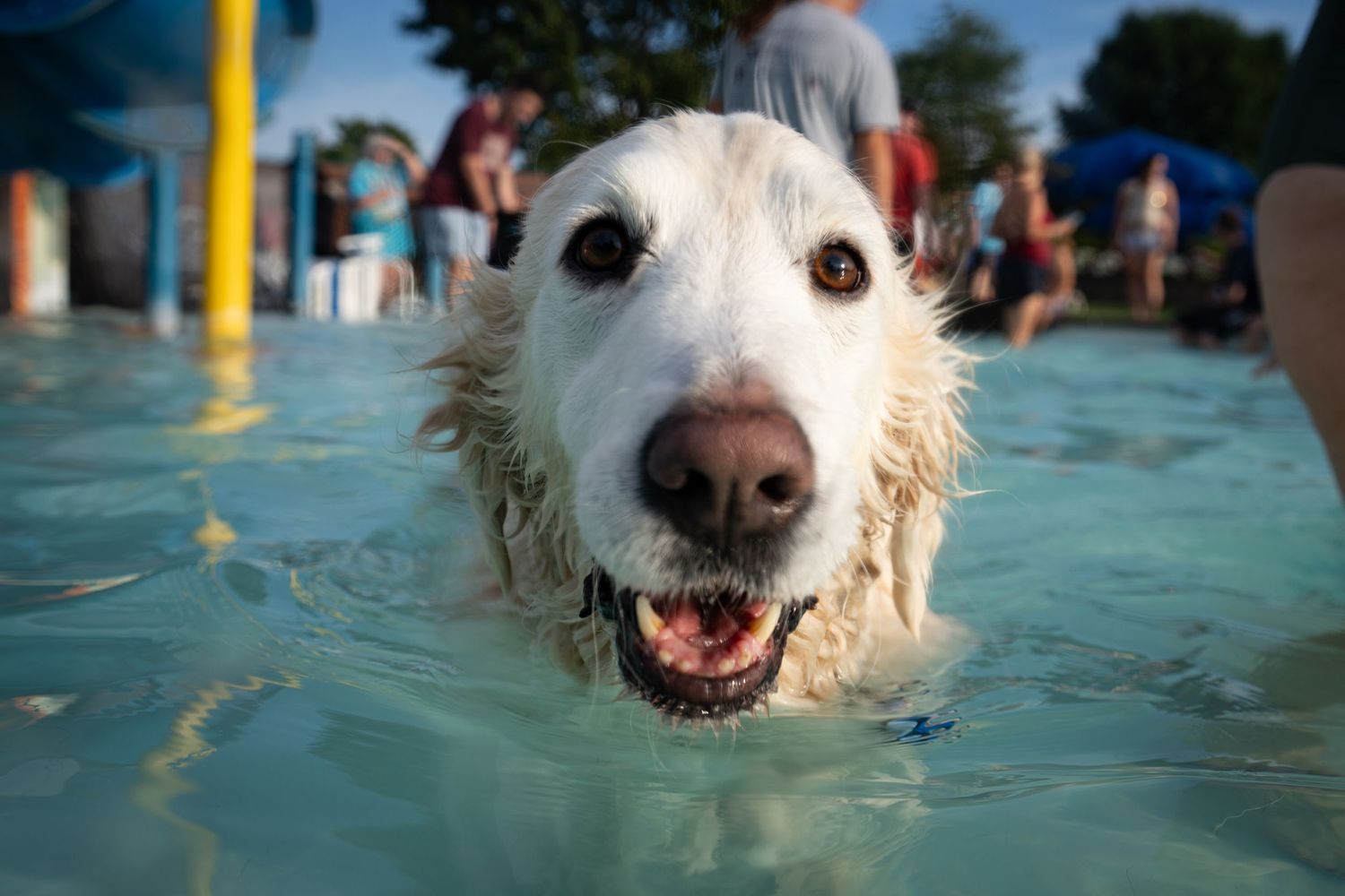 A wet golden retriever dog swimming in a pool with people in the background on a sunny day.