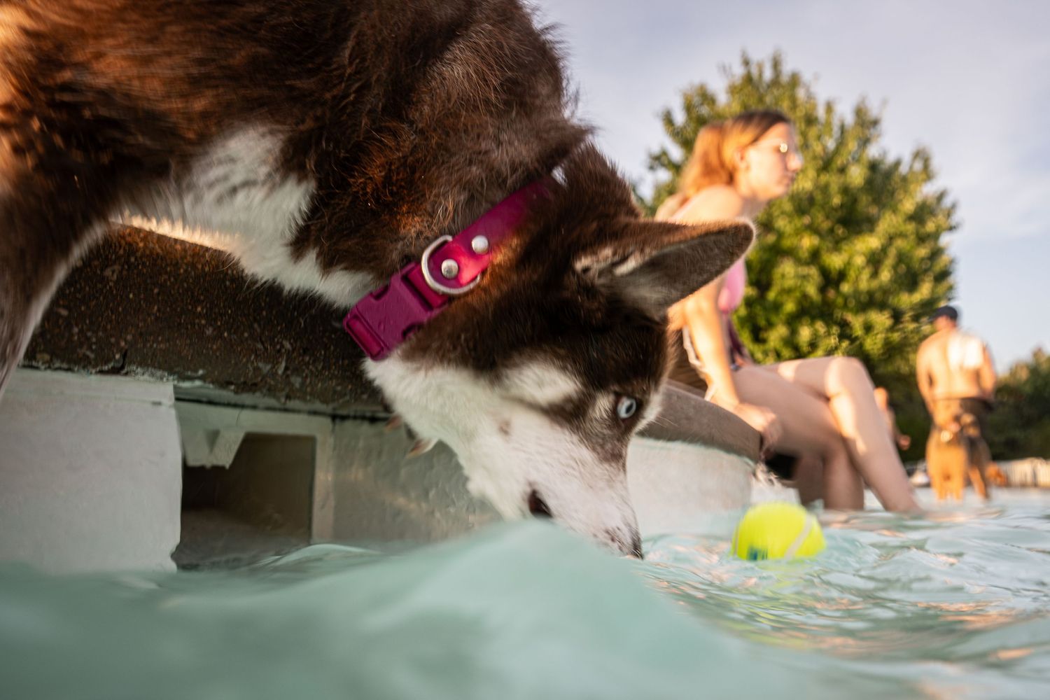 A Husky dog with a red collar reaches toward a tennis ball floating in a pool while a person sits in the background.