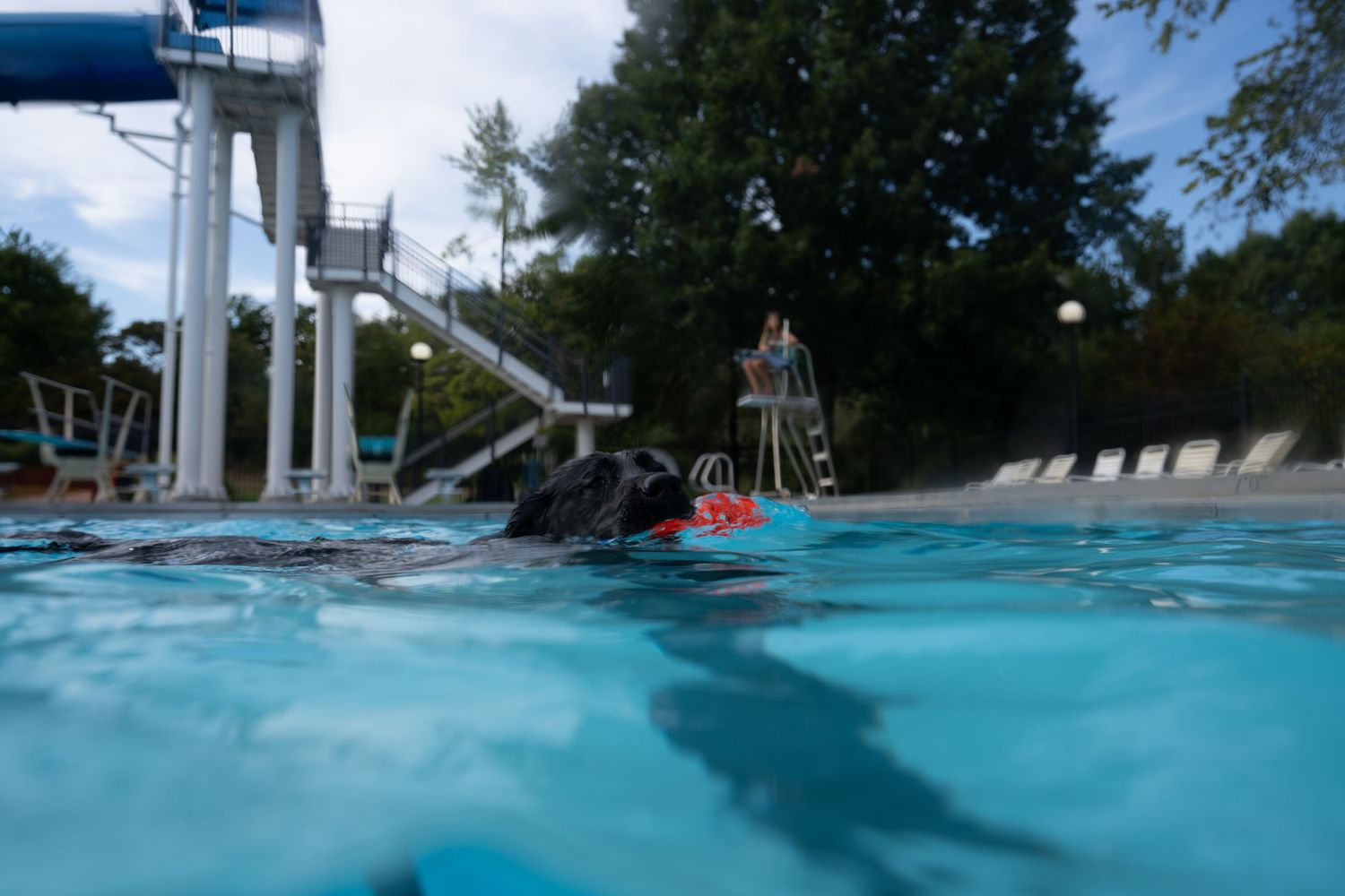 Black dog swimming in a bright blue outdoor pool with a water slide and trees in the background.