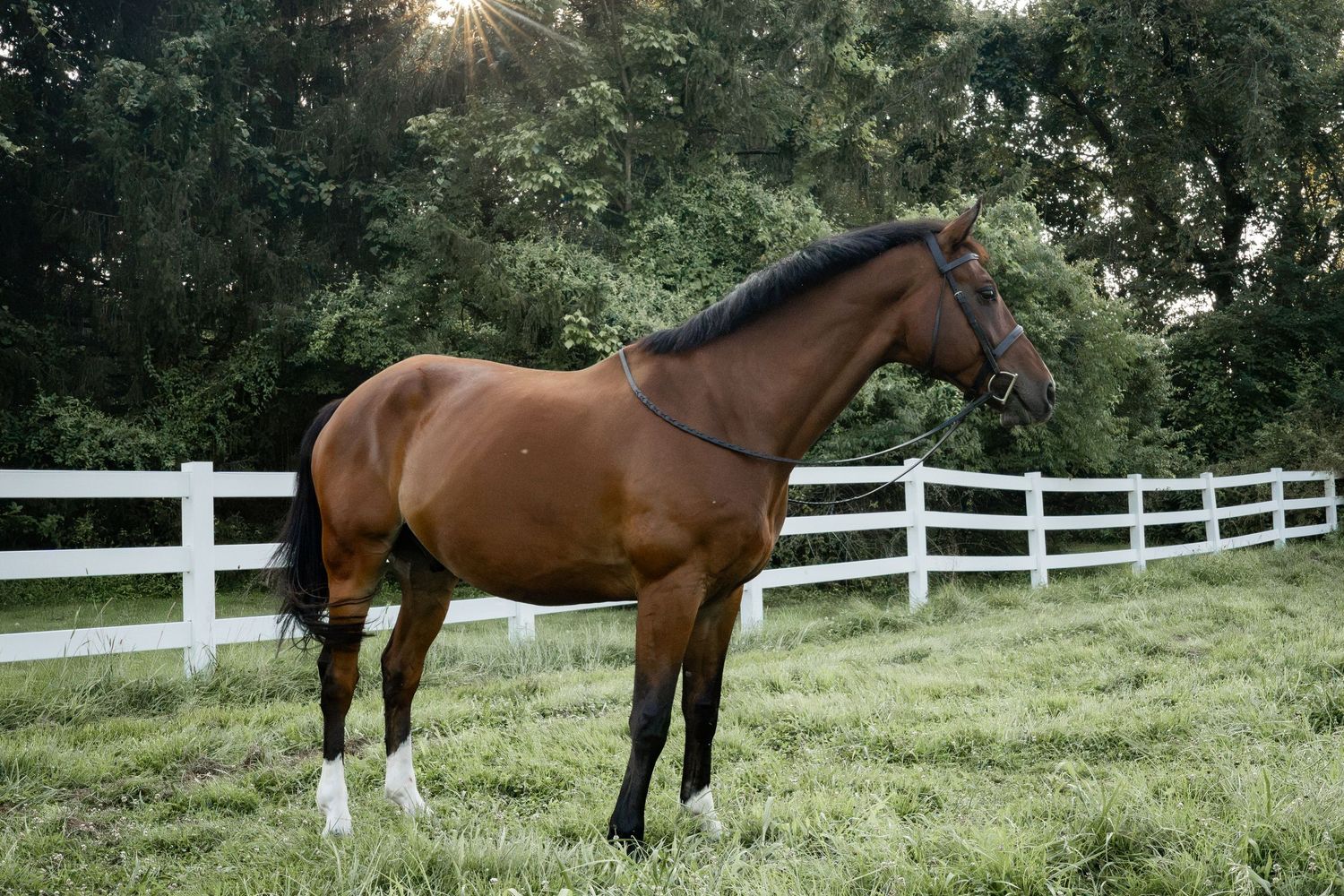 A majestic bay horse stands in a lush green pasture beside a white wooden fence with trees in the background.