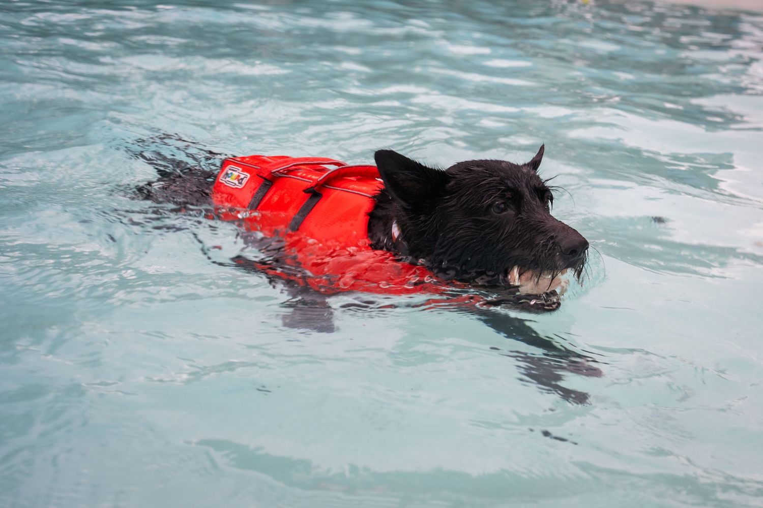 Black dog wearing a red life jacket swimming in a clear blue pool.