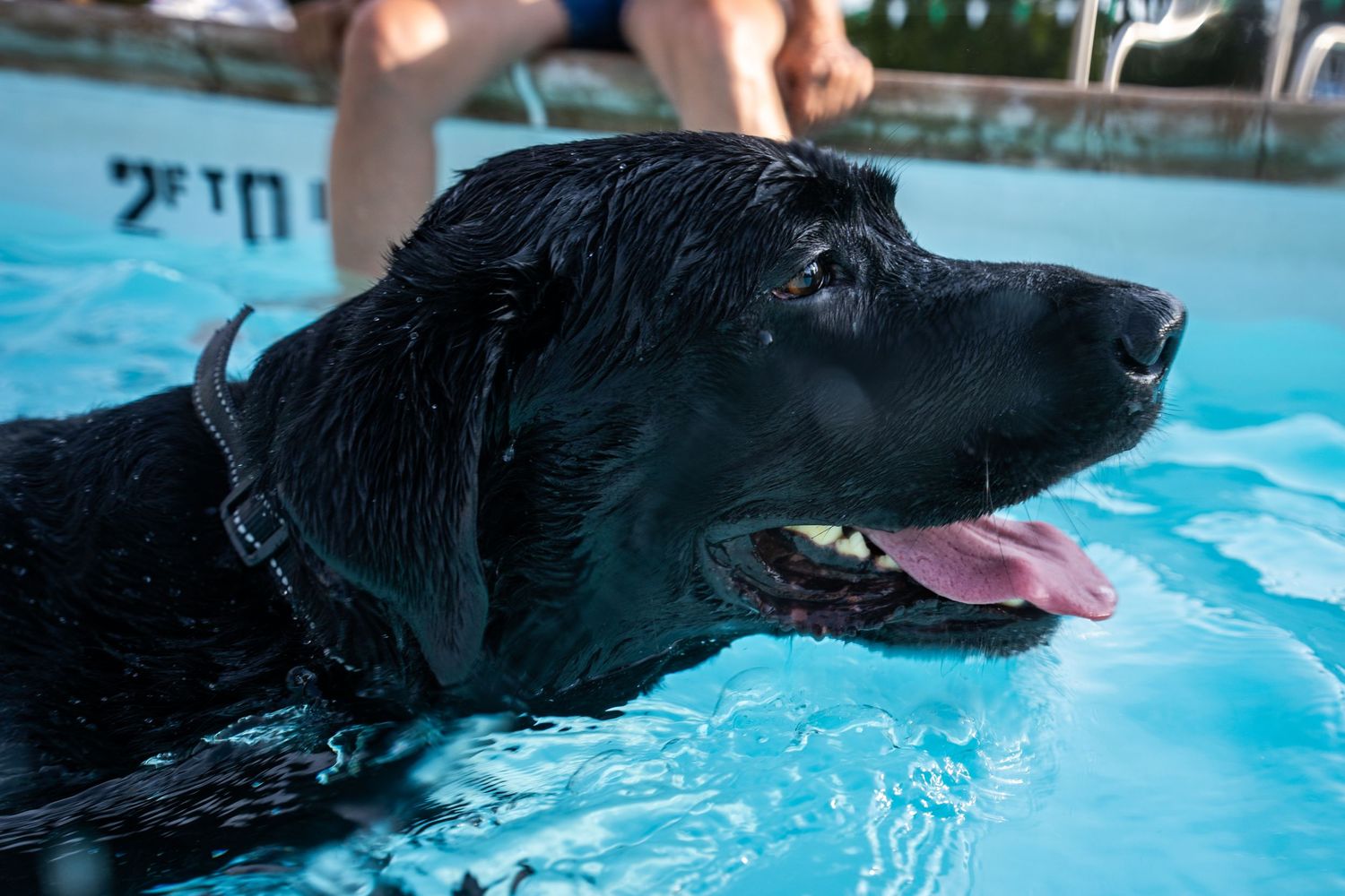 Wet black Labrador dog swimming in a pool with tongue out on a sunny day.