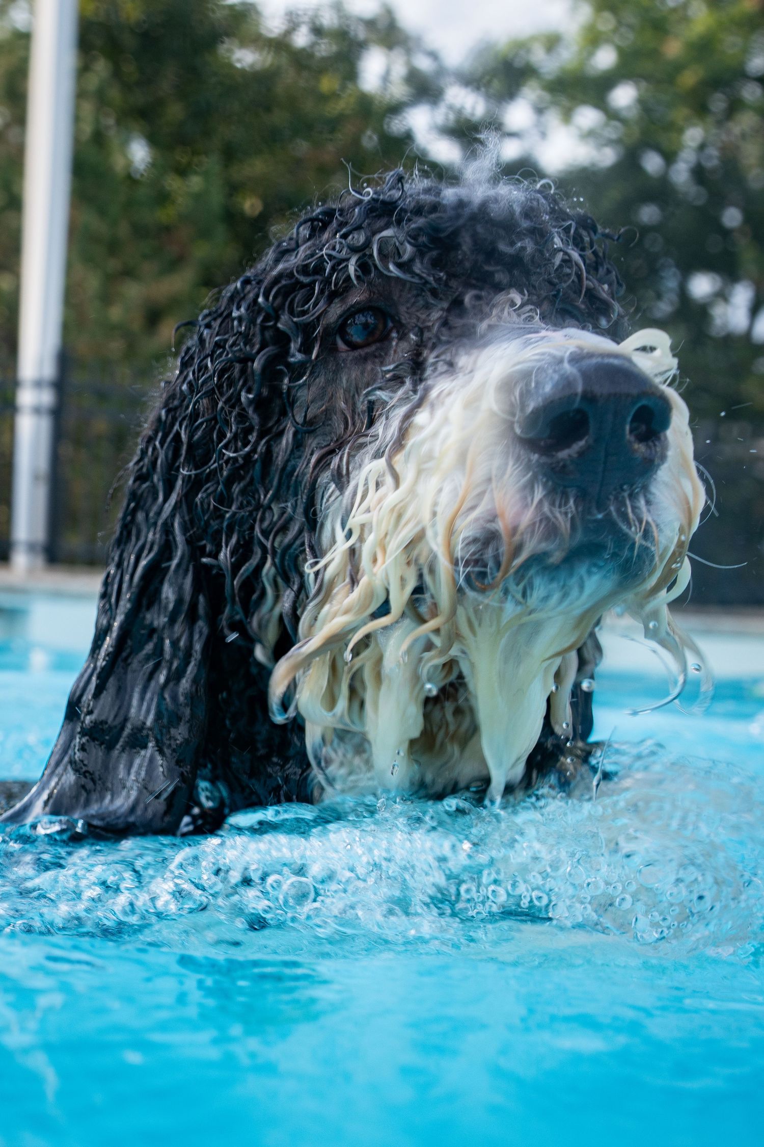 Wet black and white curly-haired dog swimming in a bright blue pool, with soaked fur dripping water.