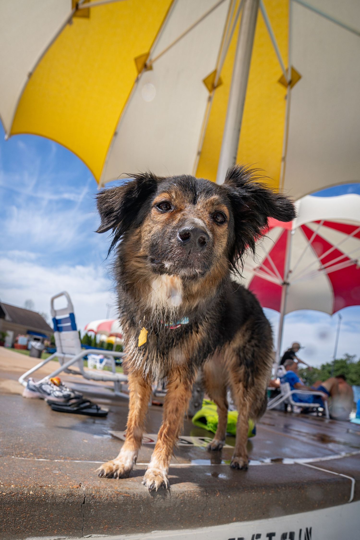 Wet small black and tan dog standing on a surface near colorful umbrellas at an outdoor pool.