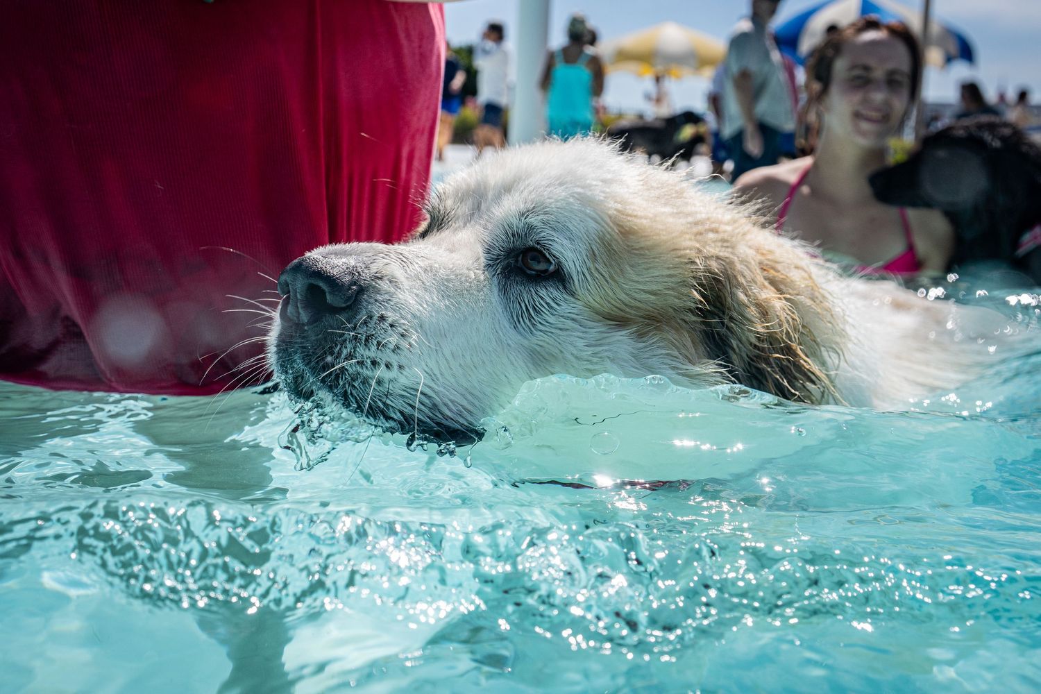 A wet golden retriever dog swimming close-up with its head above the water in a crowded pool.