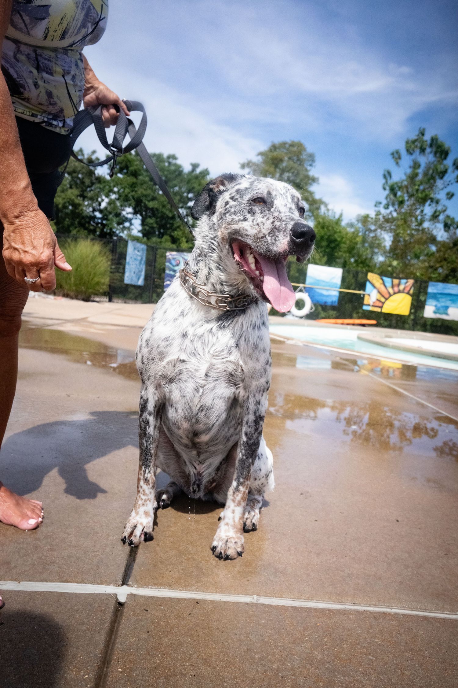A wet spotted dog sits on a pool deck on a leash, tongue out, on a sunny day.