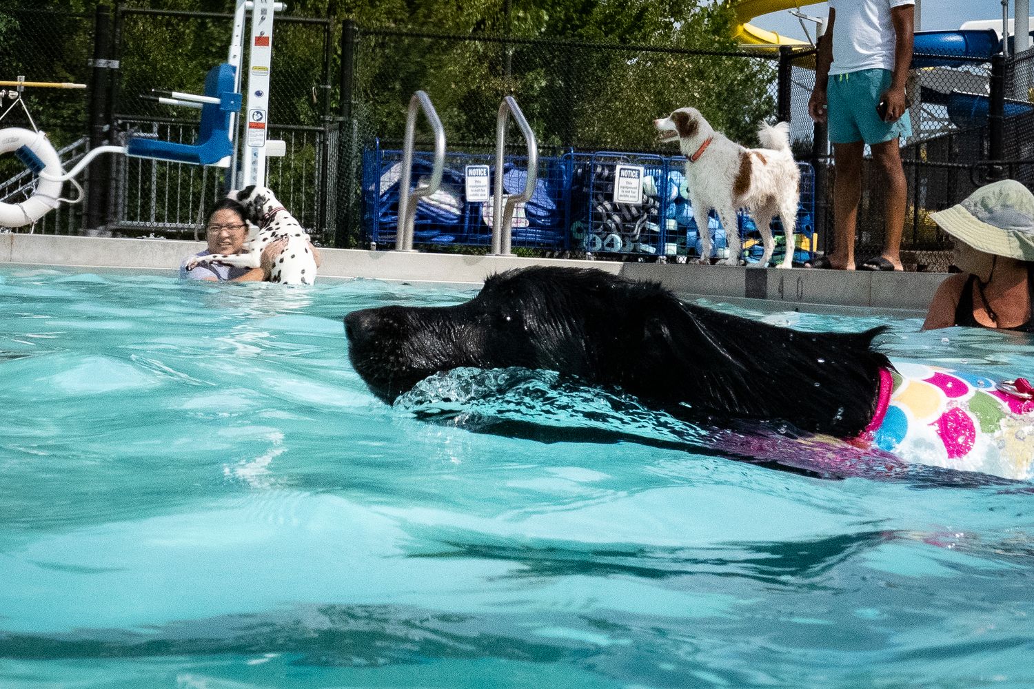 A black Labrador swims in a pool wearing a colorful flotation vest while people enjoy the water in the background.