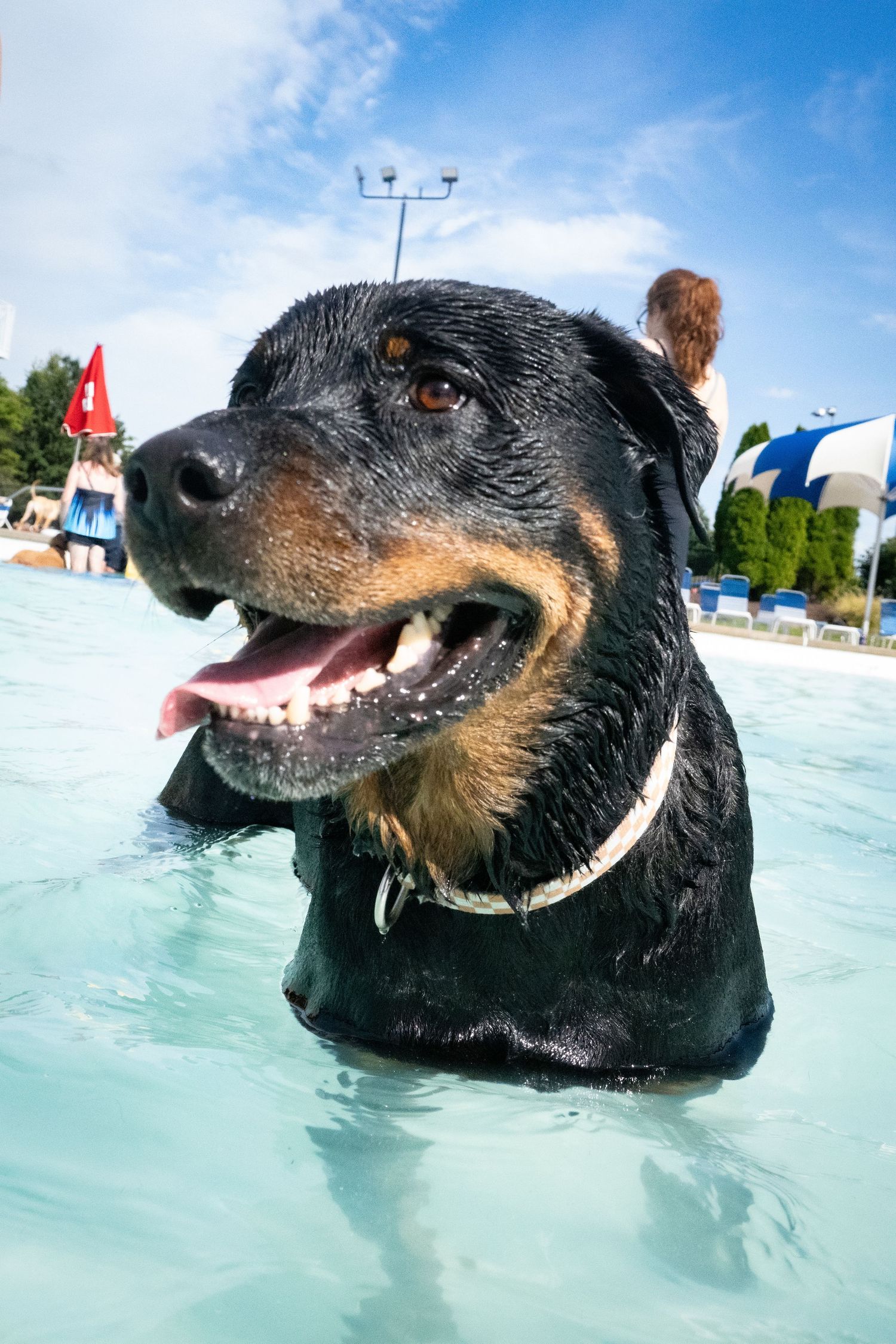 Wet Rottweiler dog standing in a swimming pool with mouth open on a sunny day.