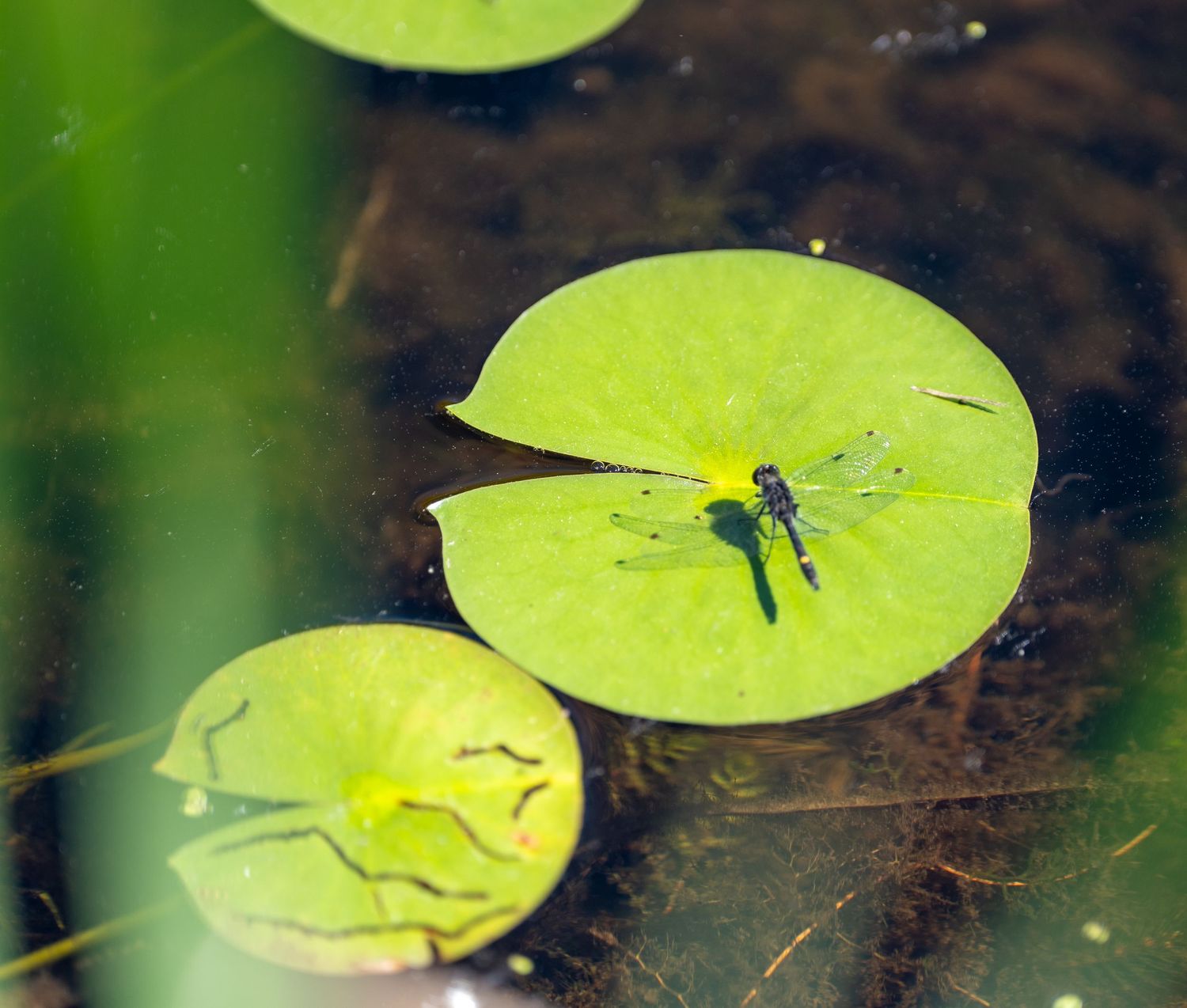 Green dragonfly resting on a lily pad floating on calm water in a pond.