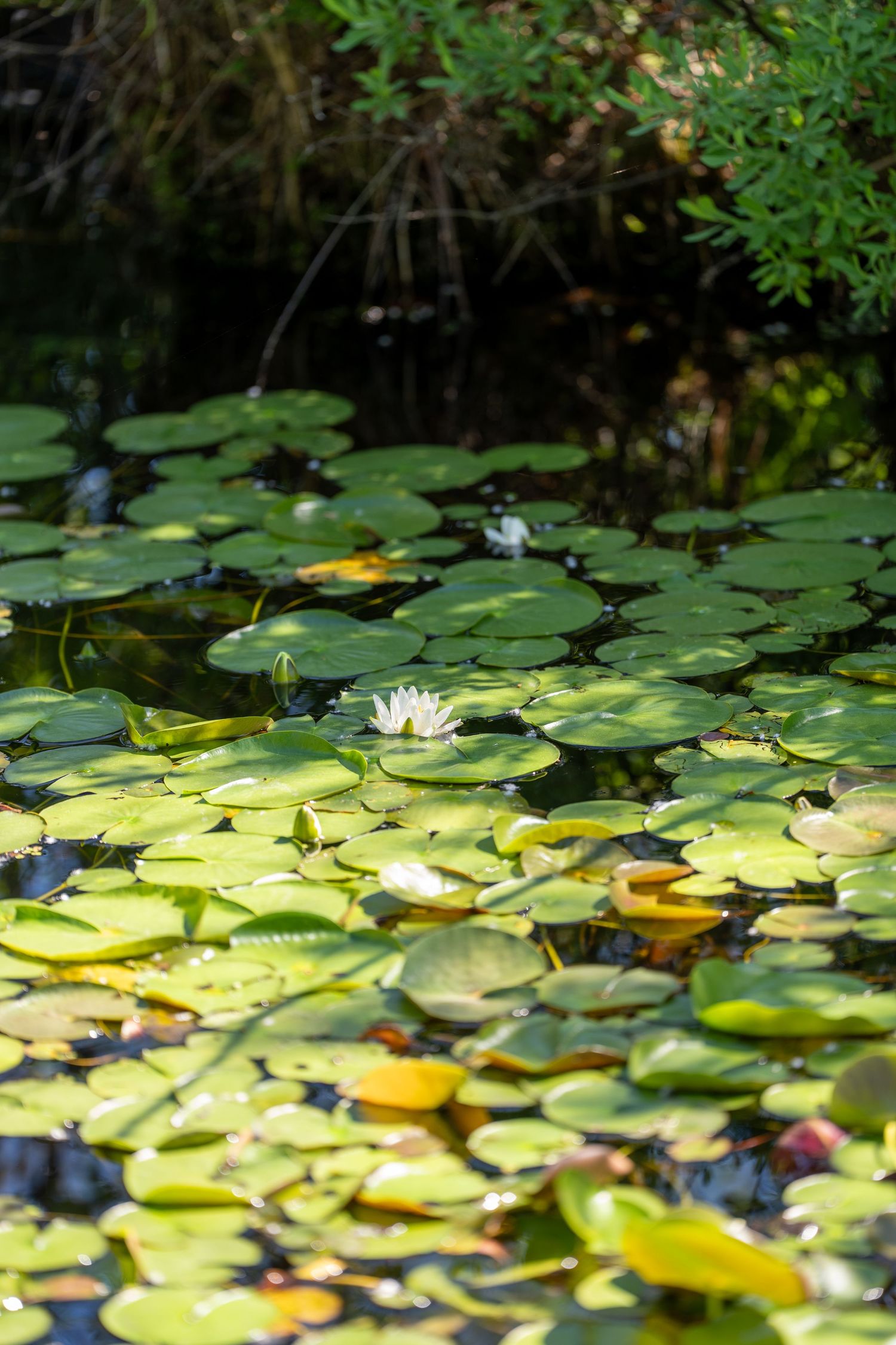 A serene pond covered with green lily pads and a single white water lily flower blooming in sunlight.