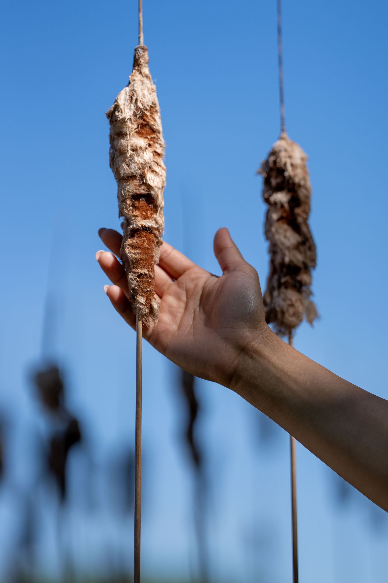 Hand reaching up toward dried cattail reeds hanging from strings against a blue sky.