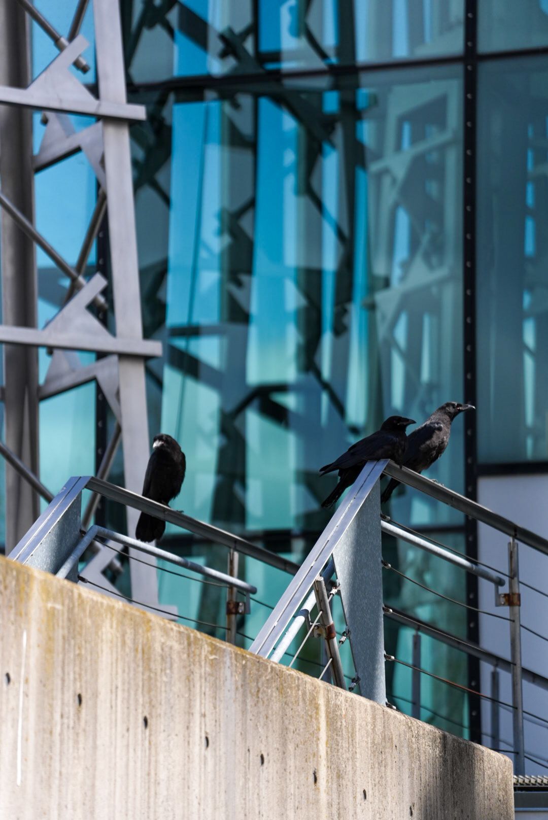 Two black crows perched on metal railings in front of a modern glass and steel building facade.