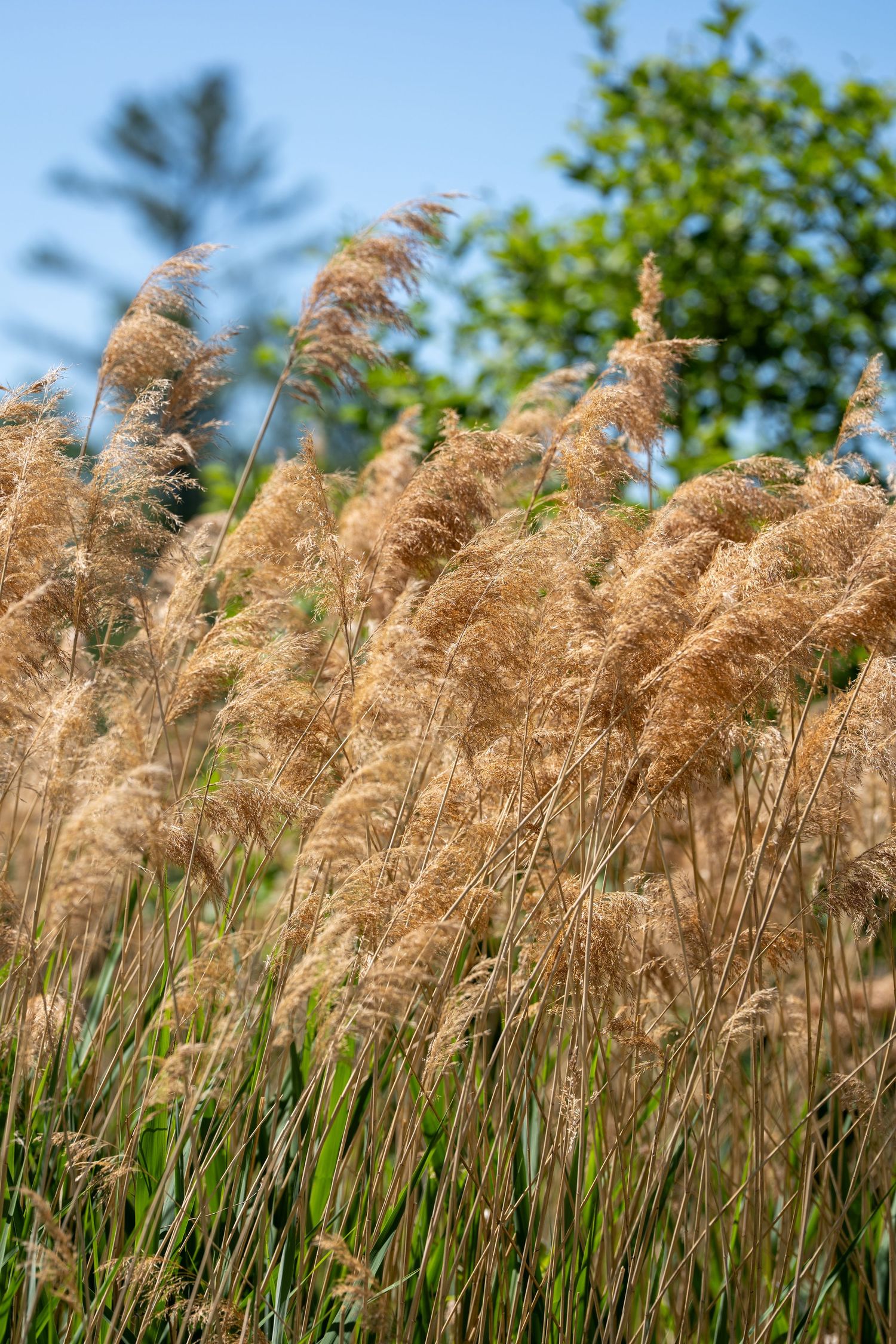 Golden wild reed grass swaying in breeze against blue sky with green trees in background.